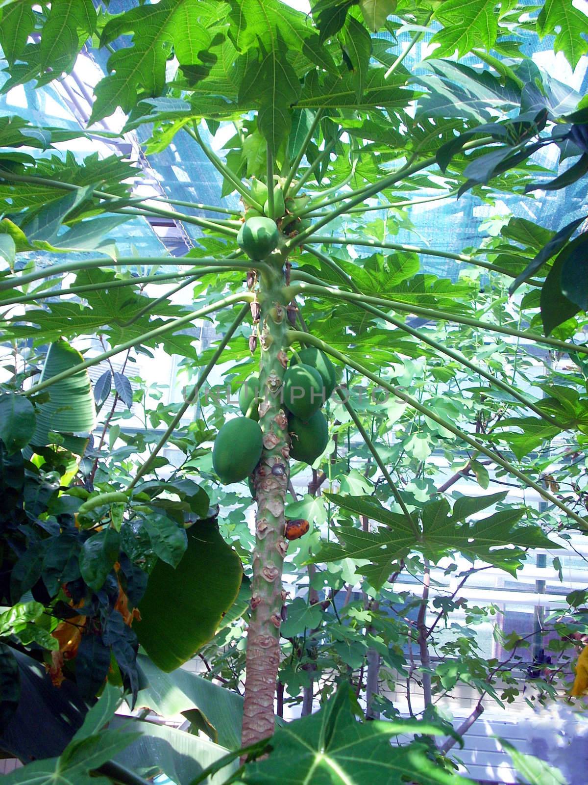 Coconut tree in a greenhouse