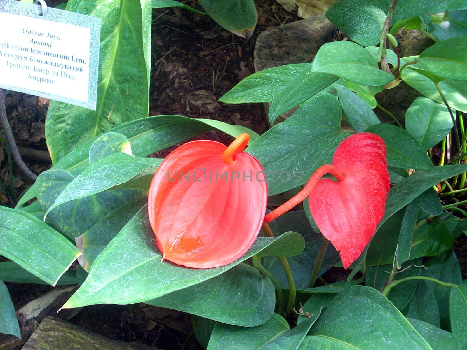 Anthurium in the greenhouse by NickNick