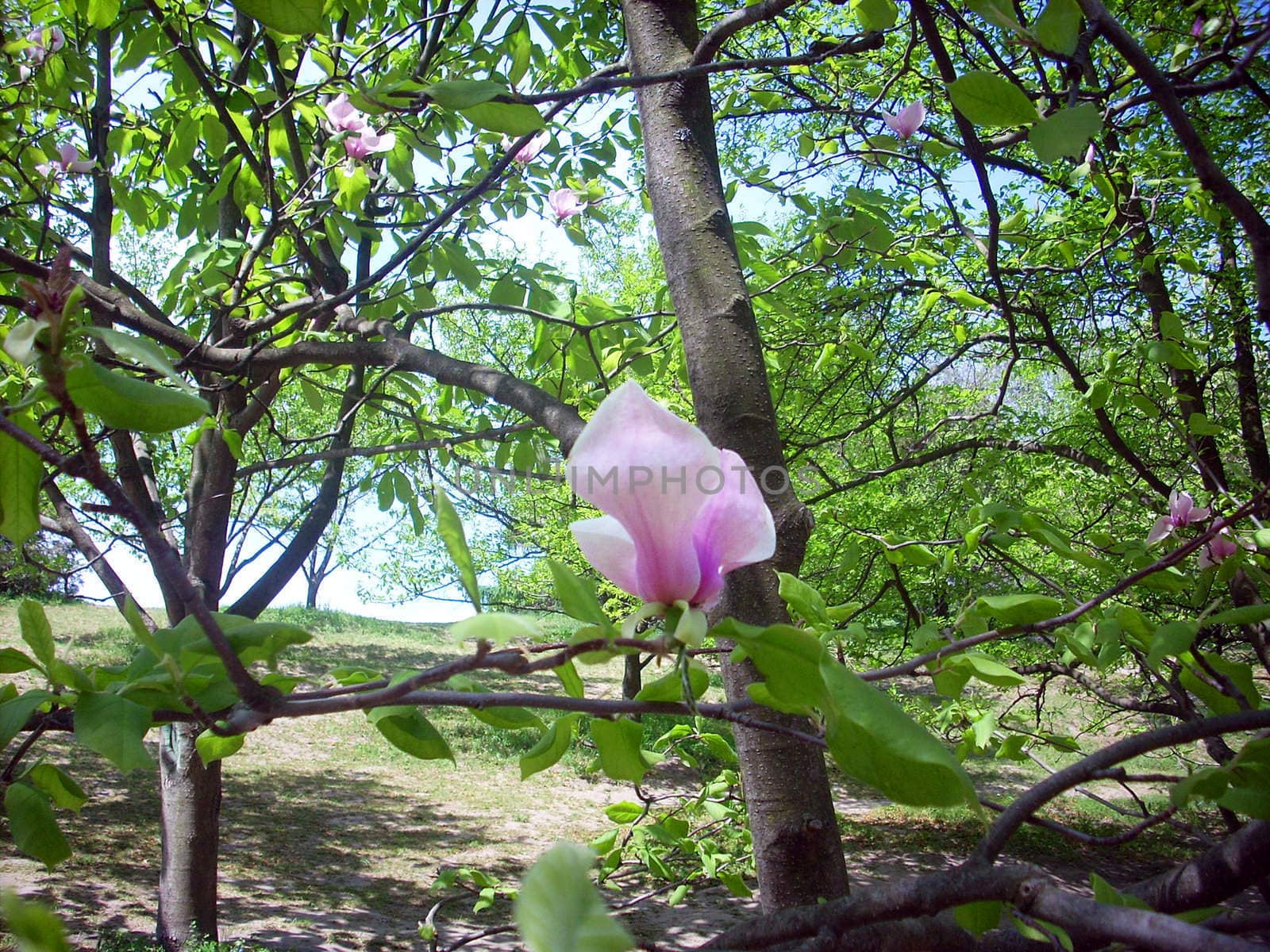 Magnolia flower on the branch