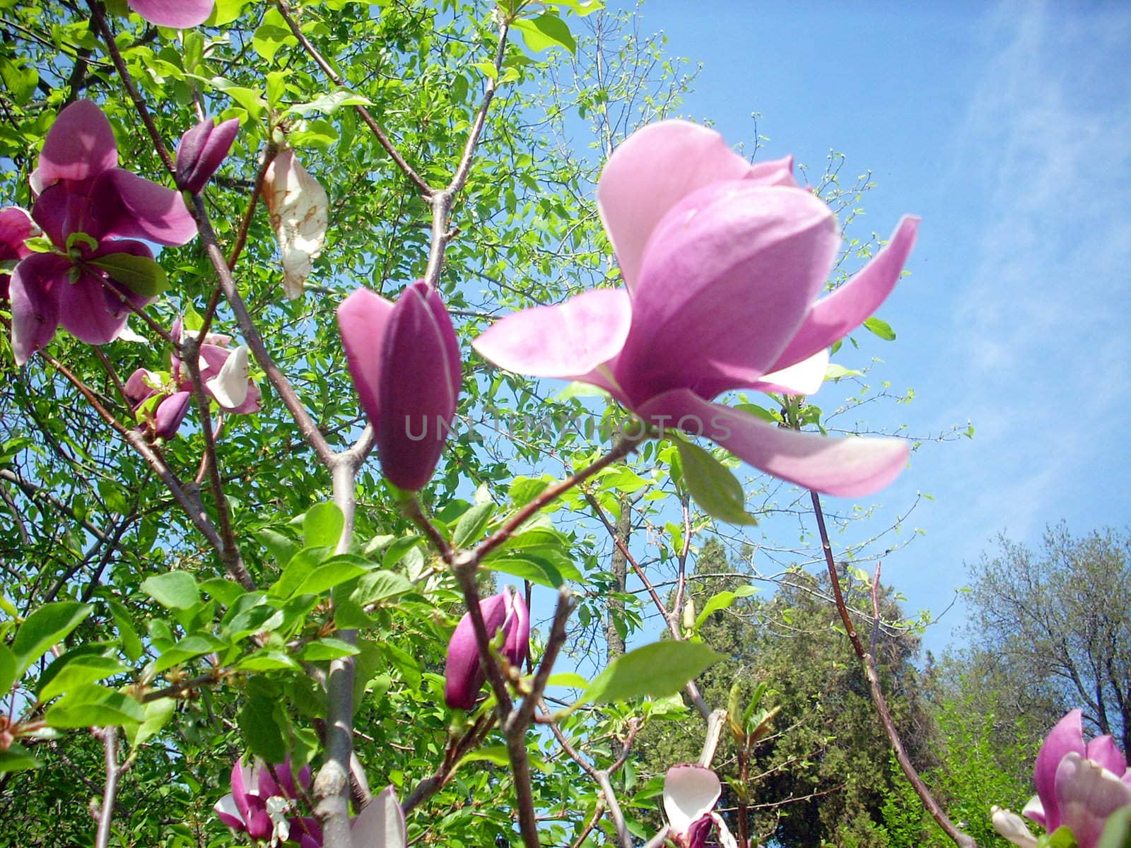 Flowers on a tree magnolias