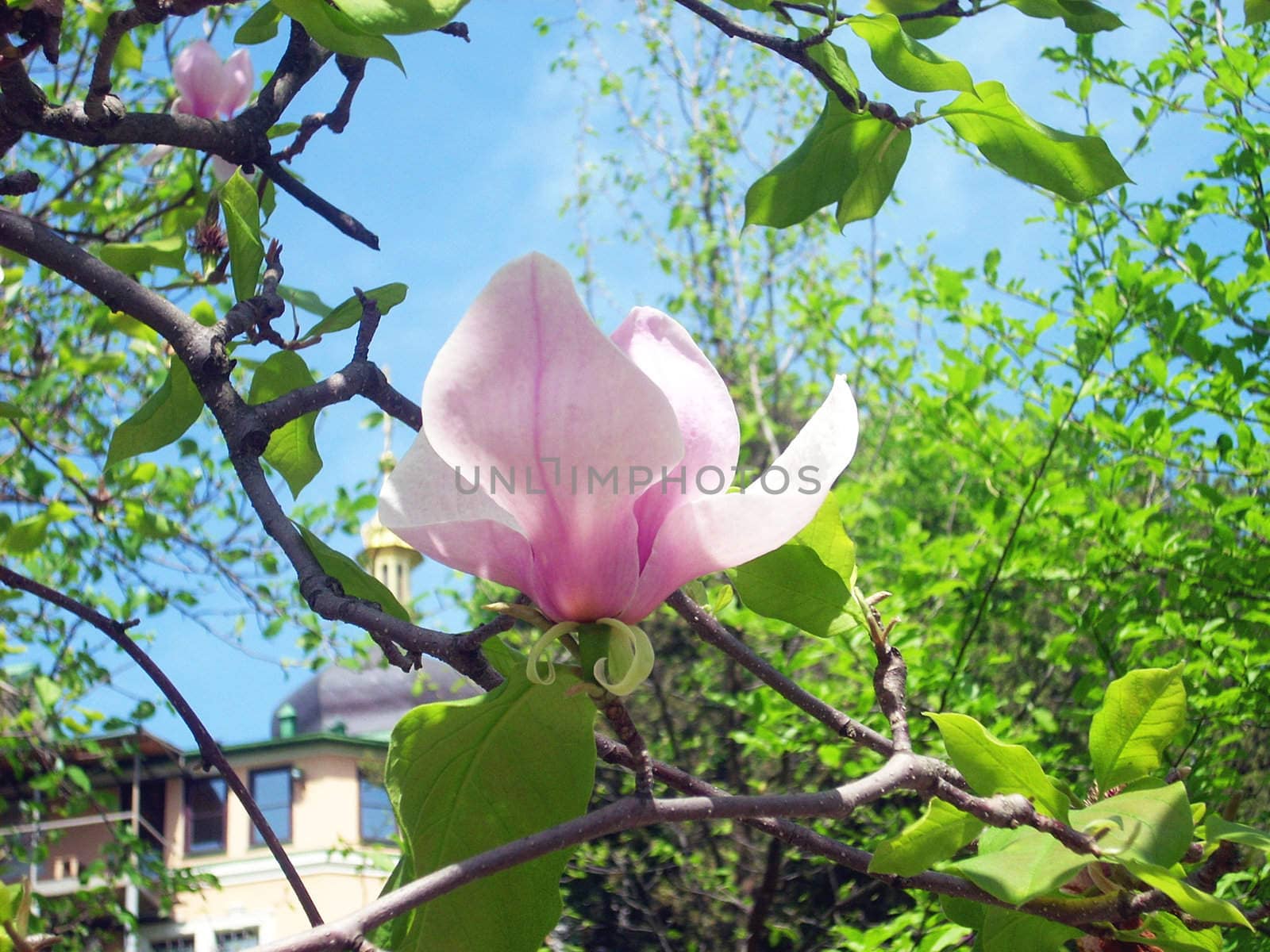 Flowers on a tree magnolias