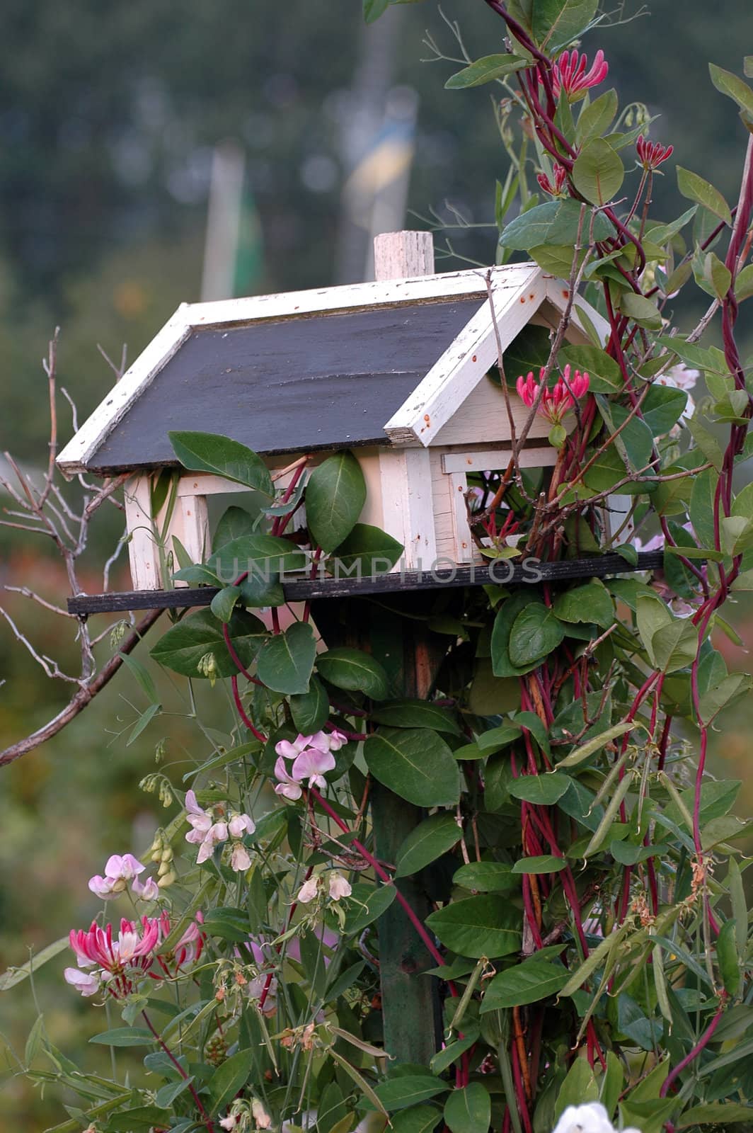 Climbing plants around a bird feeder