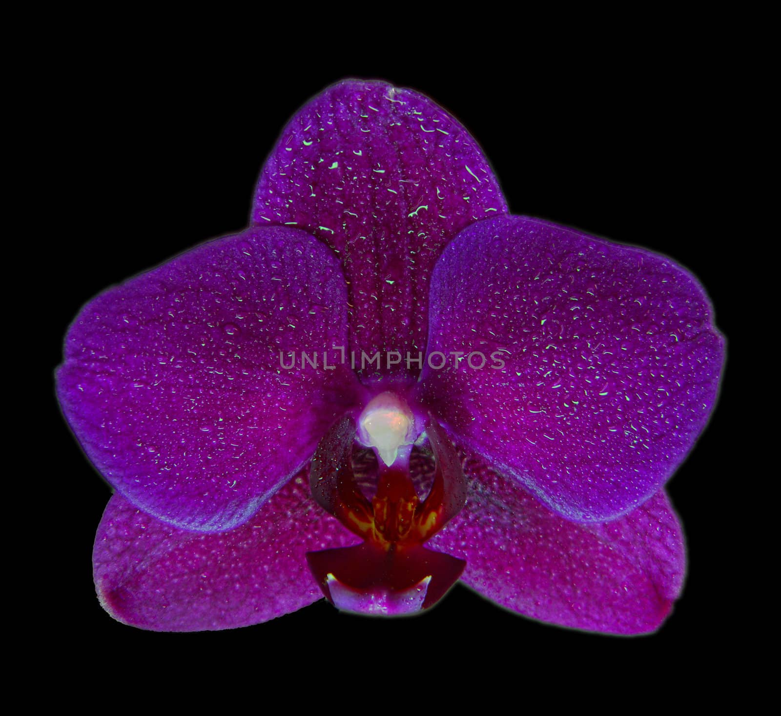 High dynamic range photo of a Phalaenopsis Orchid