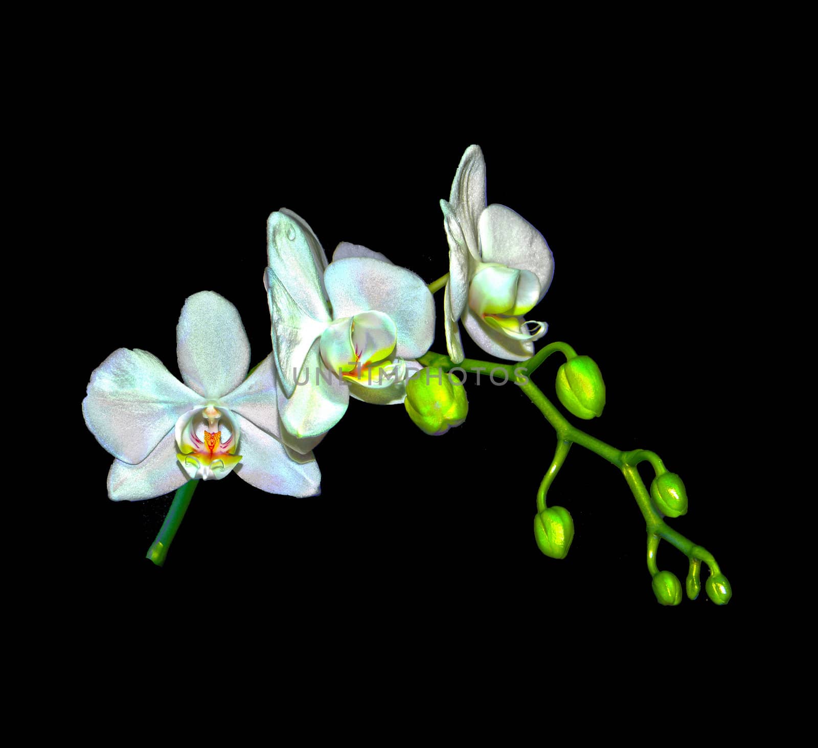 High dynamic range photo of a Phalaenopsis Orchid branch