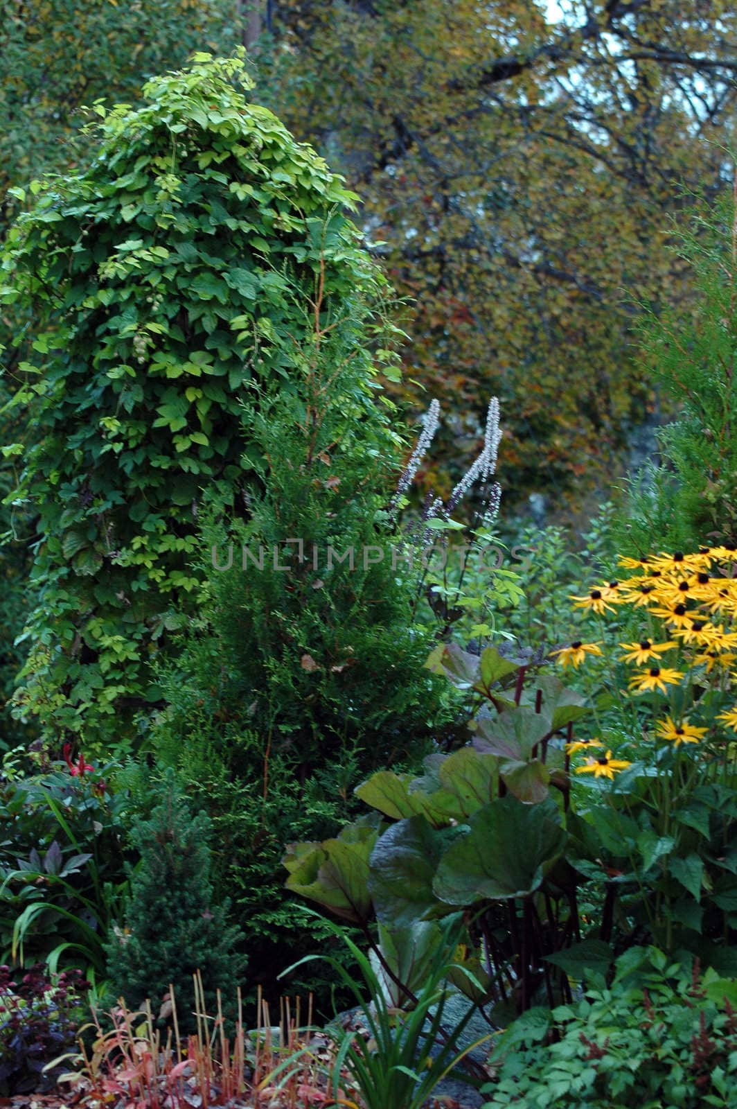 Plants in a garden