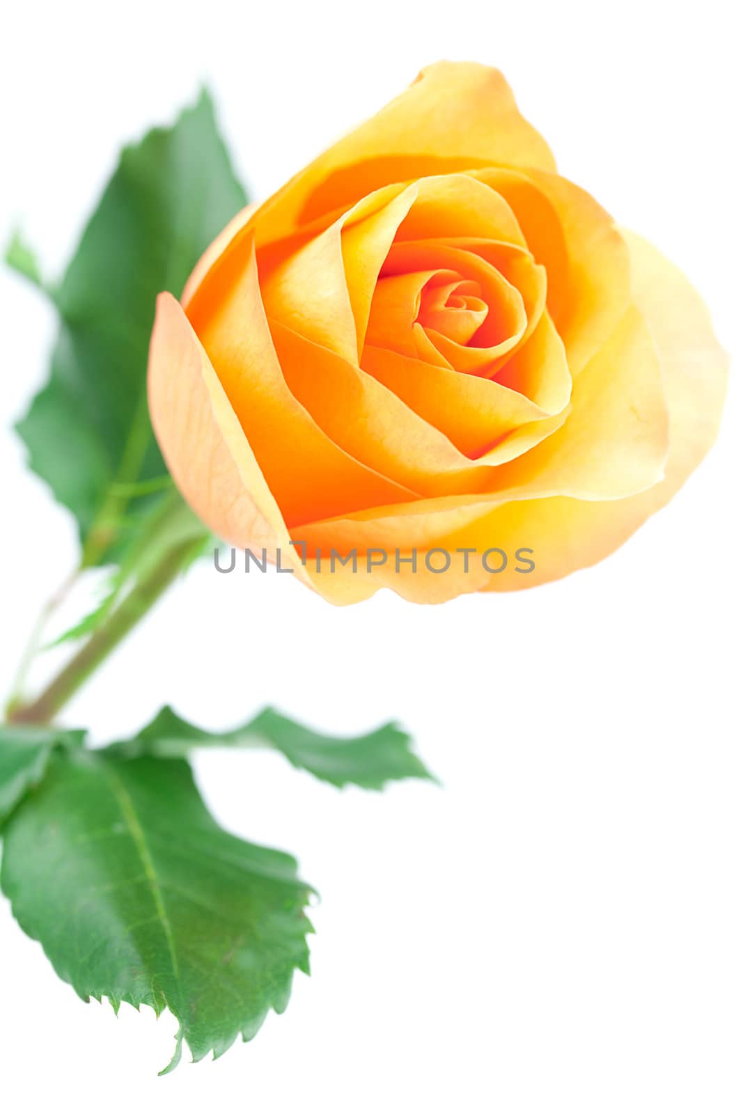 beautiful orange rose isolated on white by jannyjus