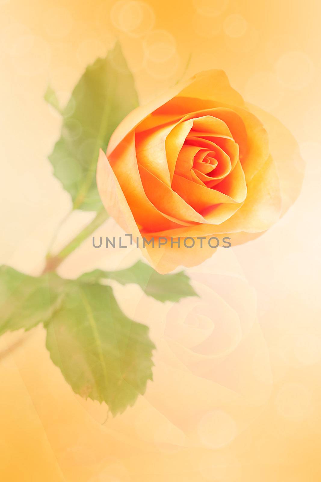 beautiful orange rose with bokeh