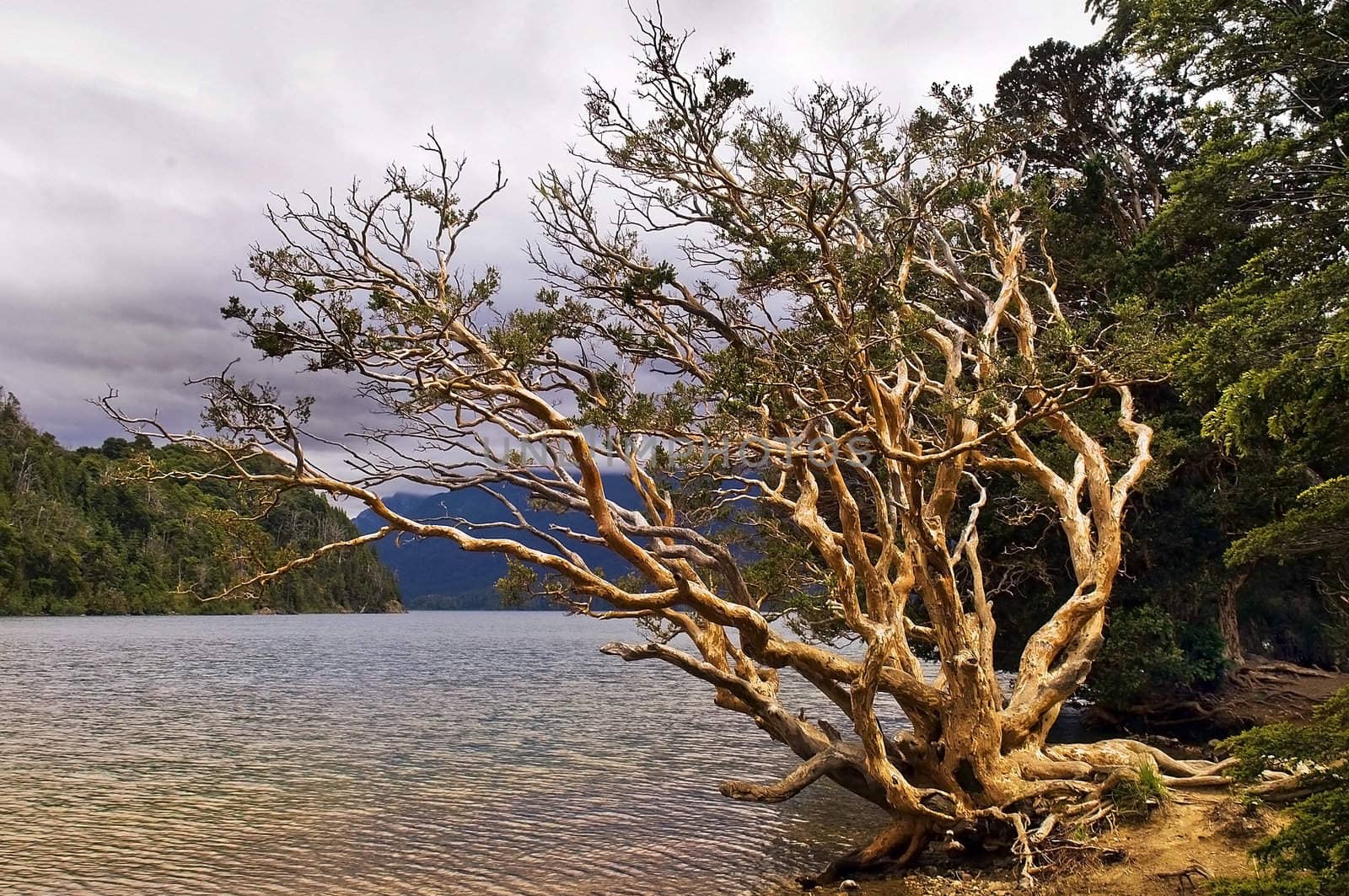 the old withered tree by the lake in Canada