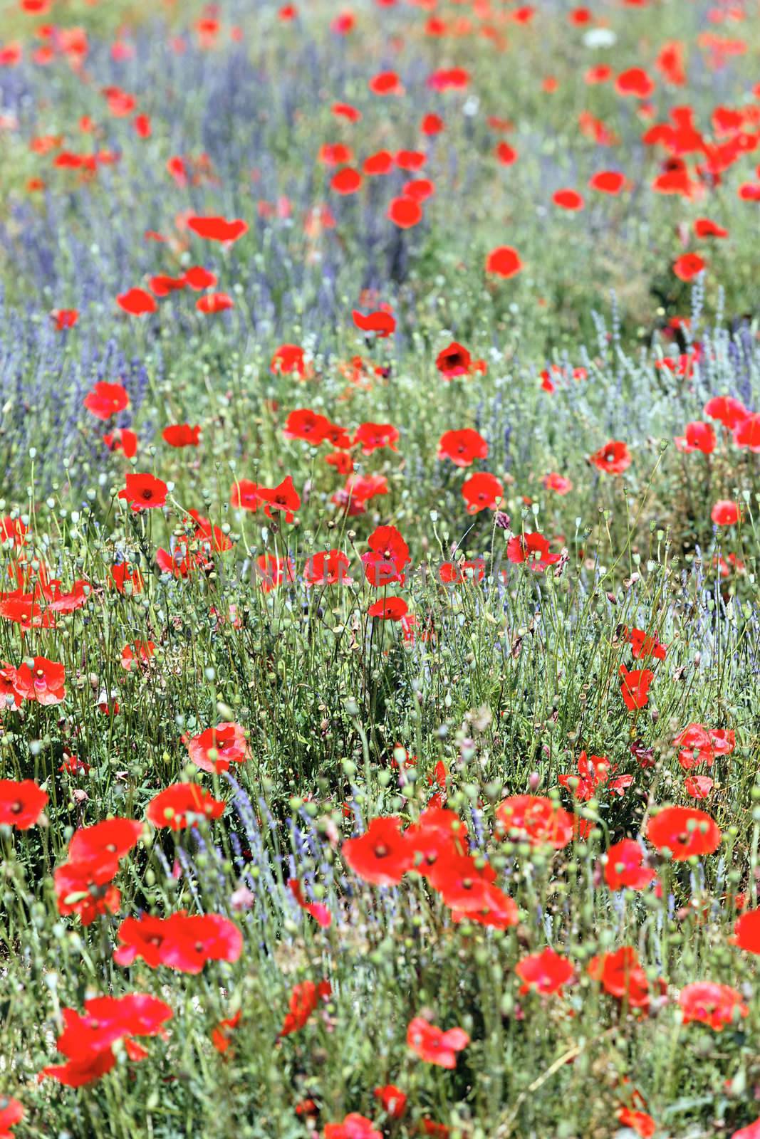 rich poppy and lavender field in France in summer 