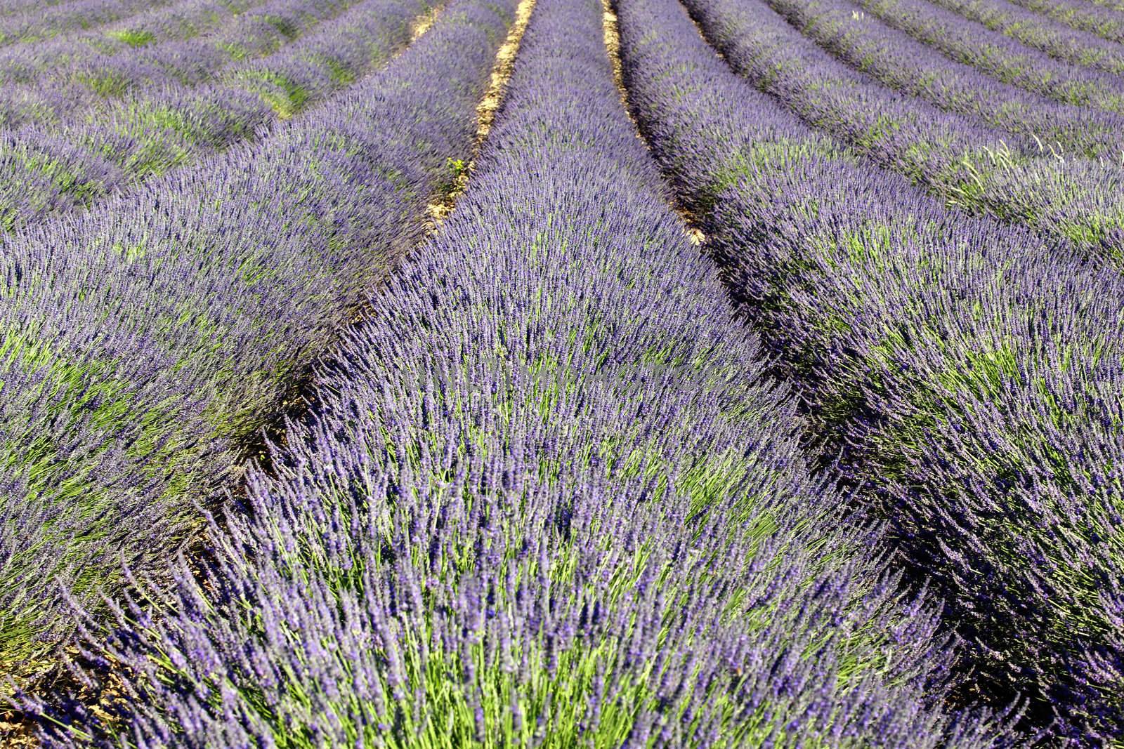 rich lavender field in Provence in summer