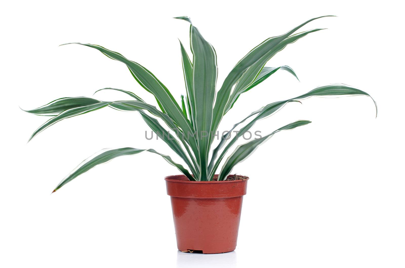 Houseplant on red vase isolated on white background.