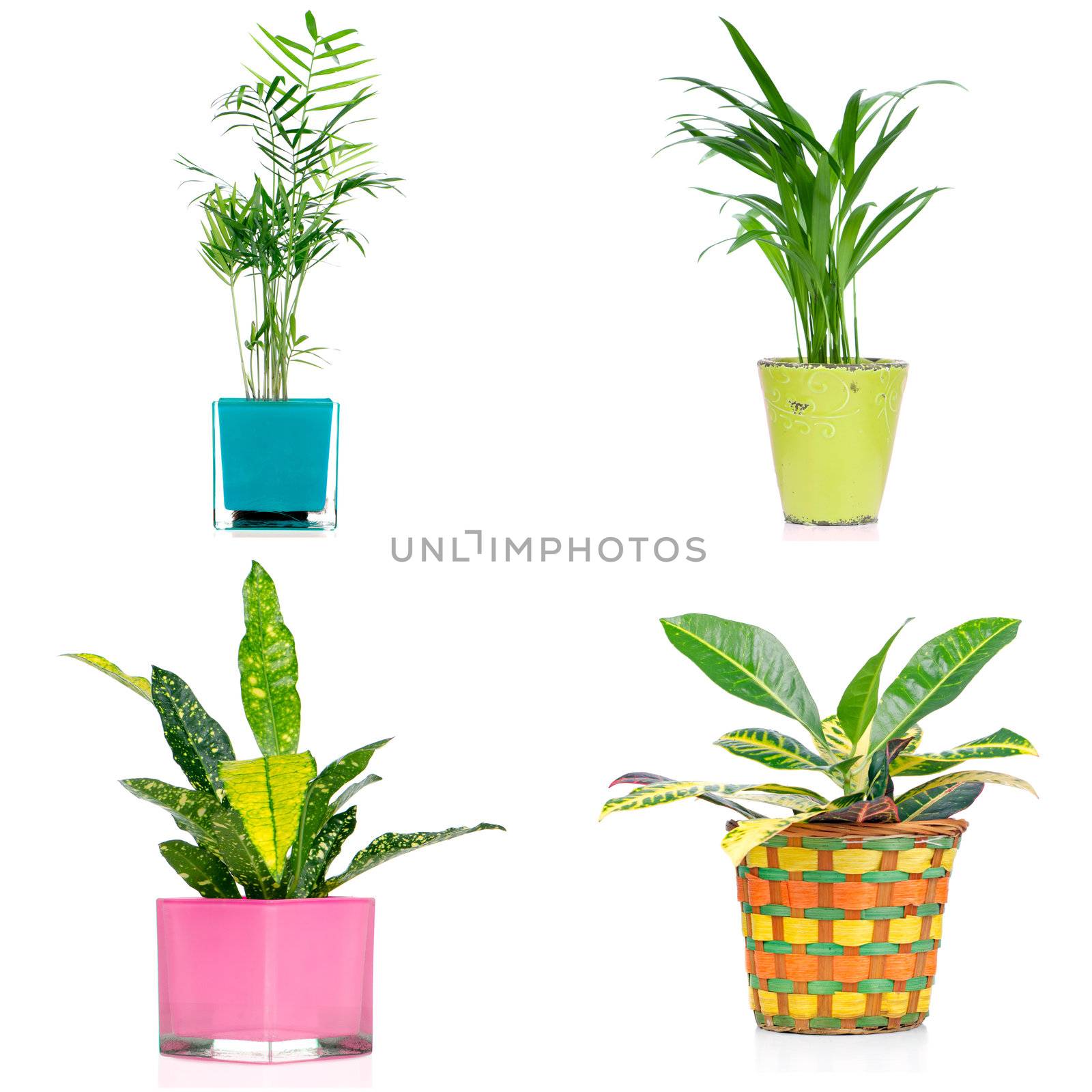 Houseplants in vases isolated on white background.