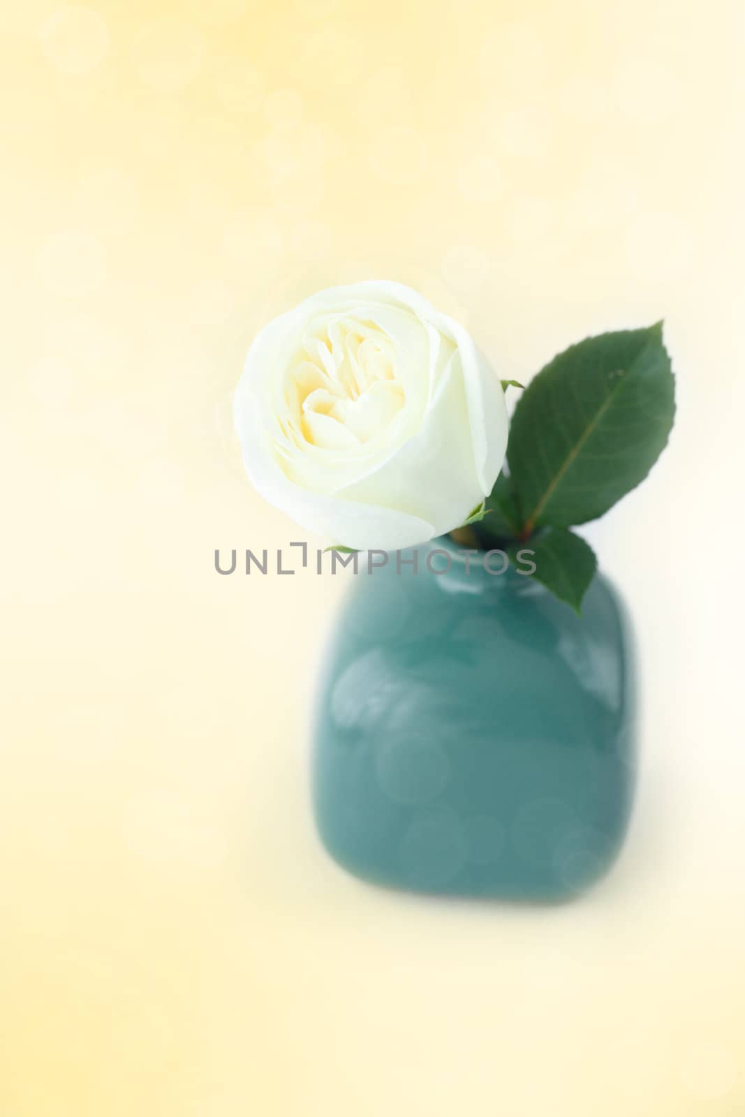 beautiful white rose in a vase with bokeh