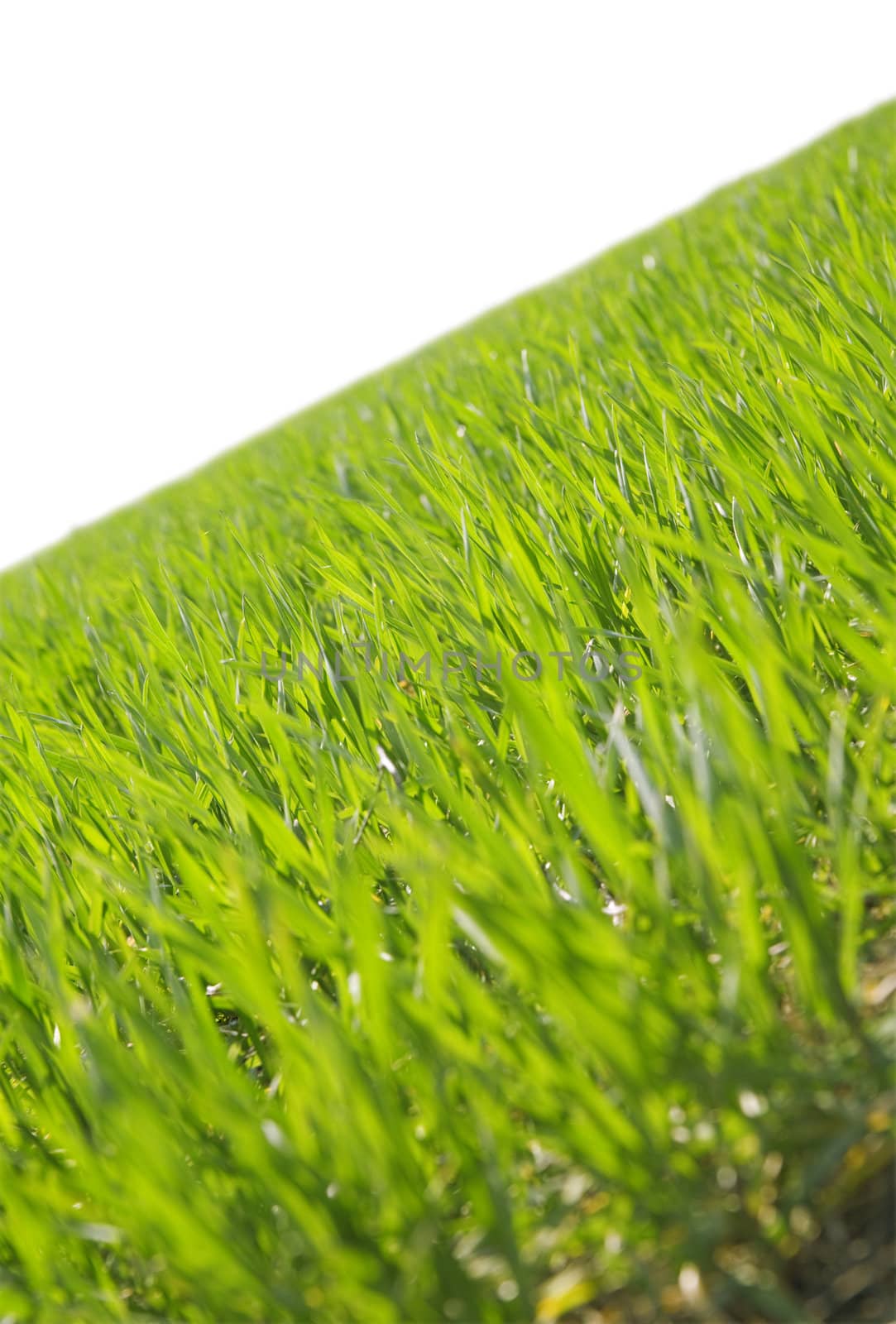 juicy green summer grass on a white background