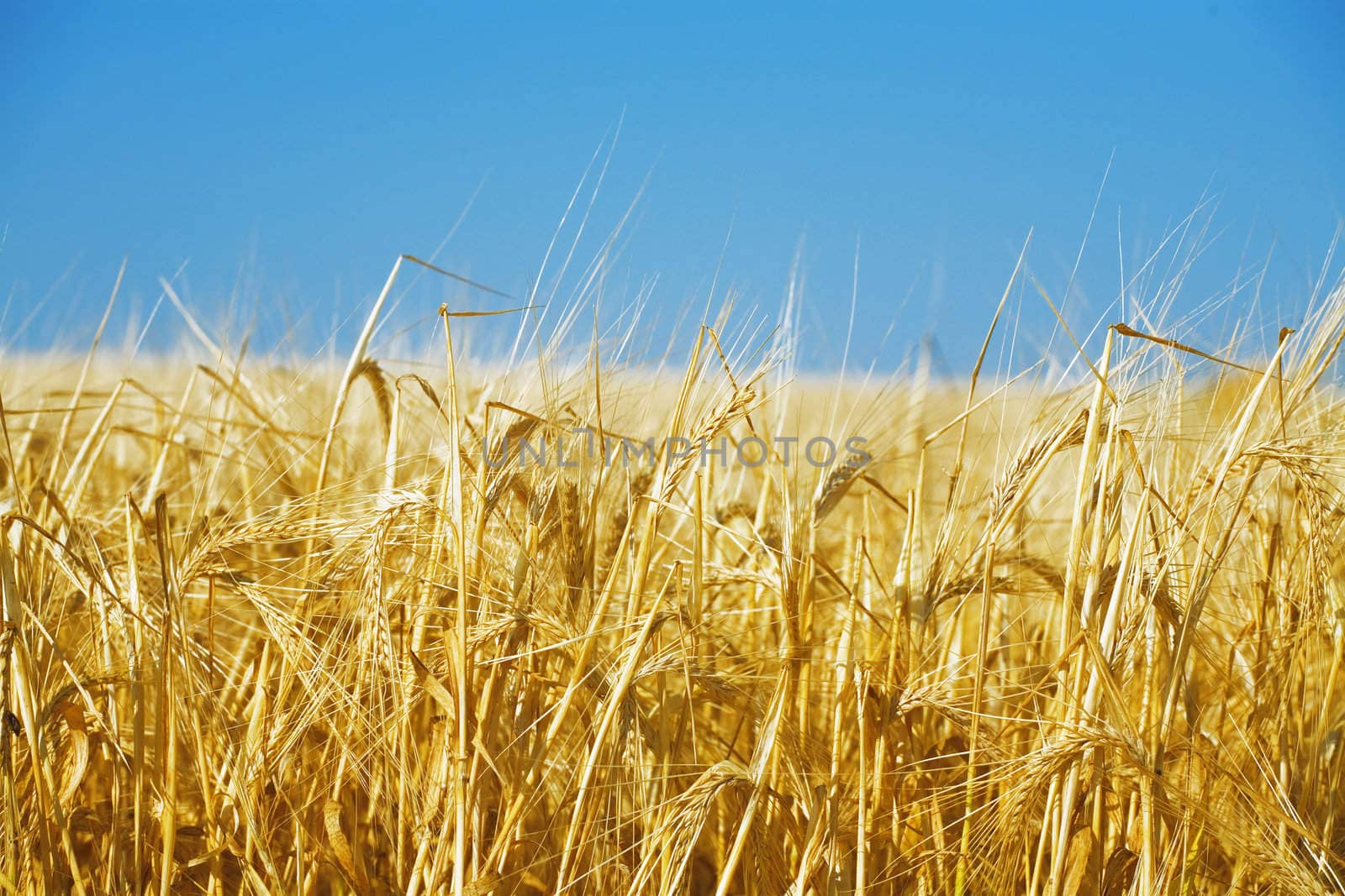 field of a golden wheat before harvesting on a background clear blue sky