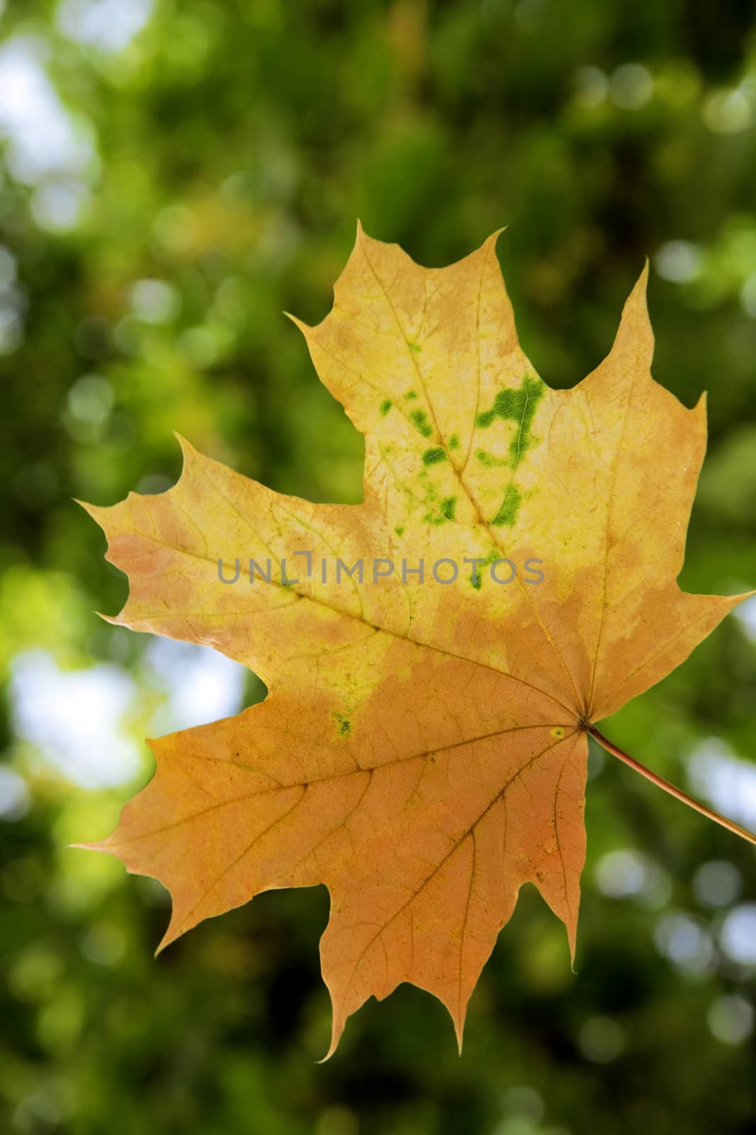 yellow withering maple leaf on the green blurred background