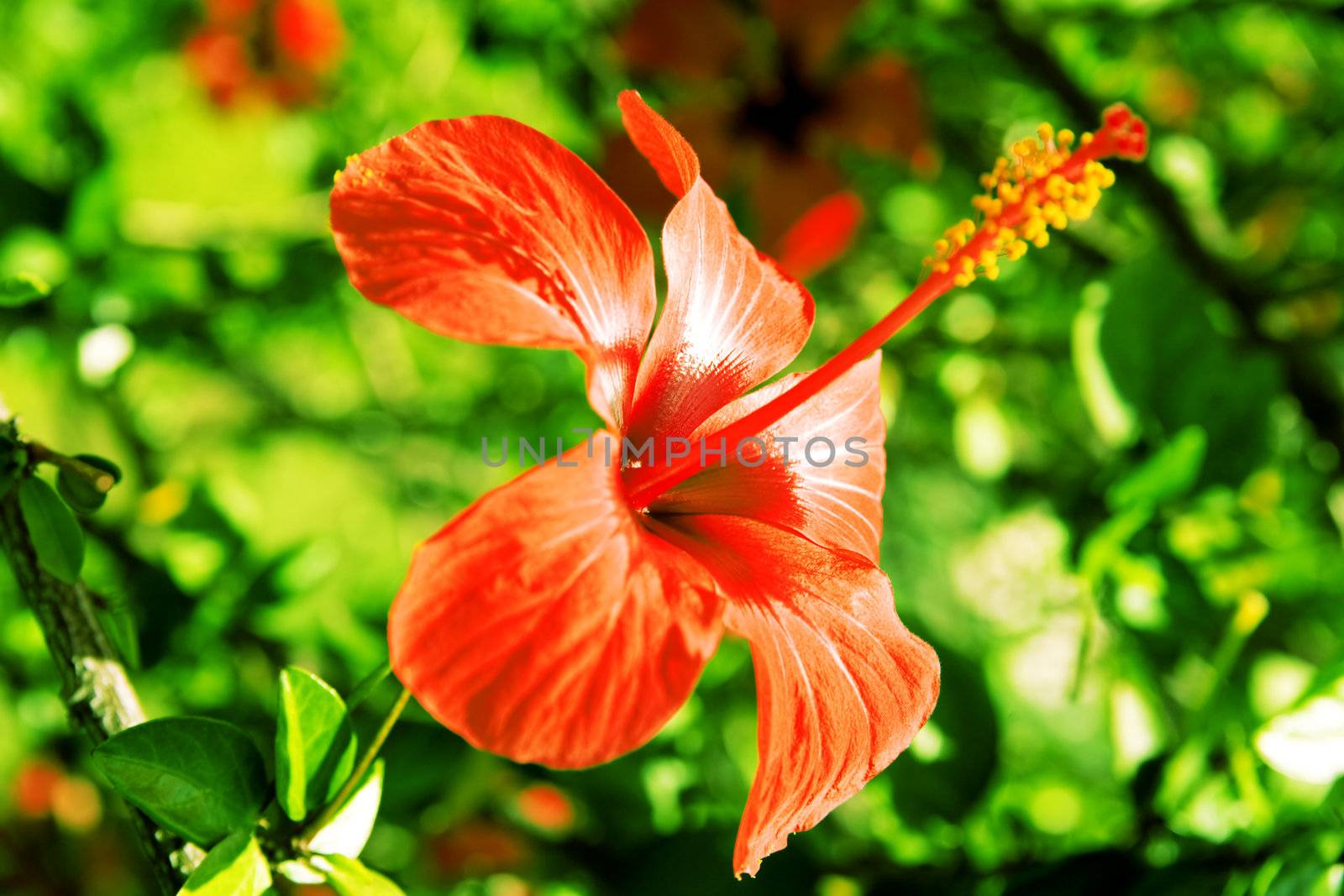 bright red tropical flower on a background a green vegetation