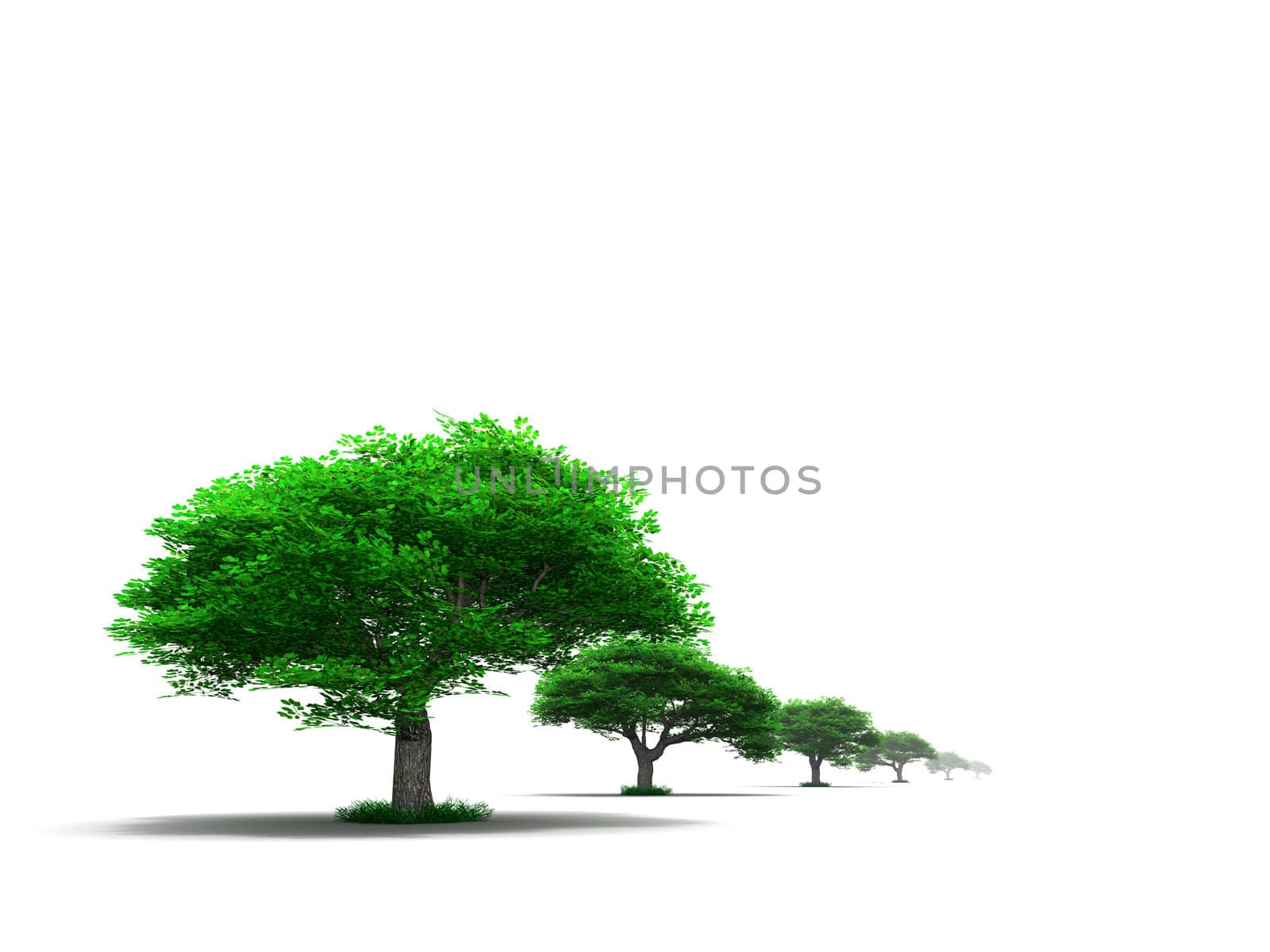 row of young green trees on a white background