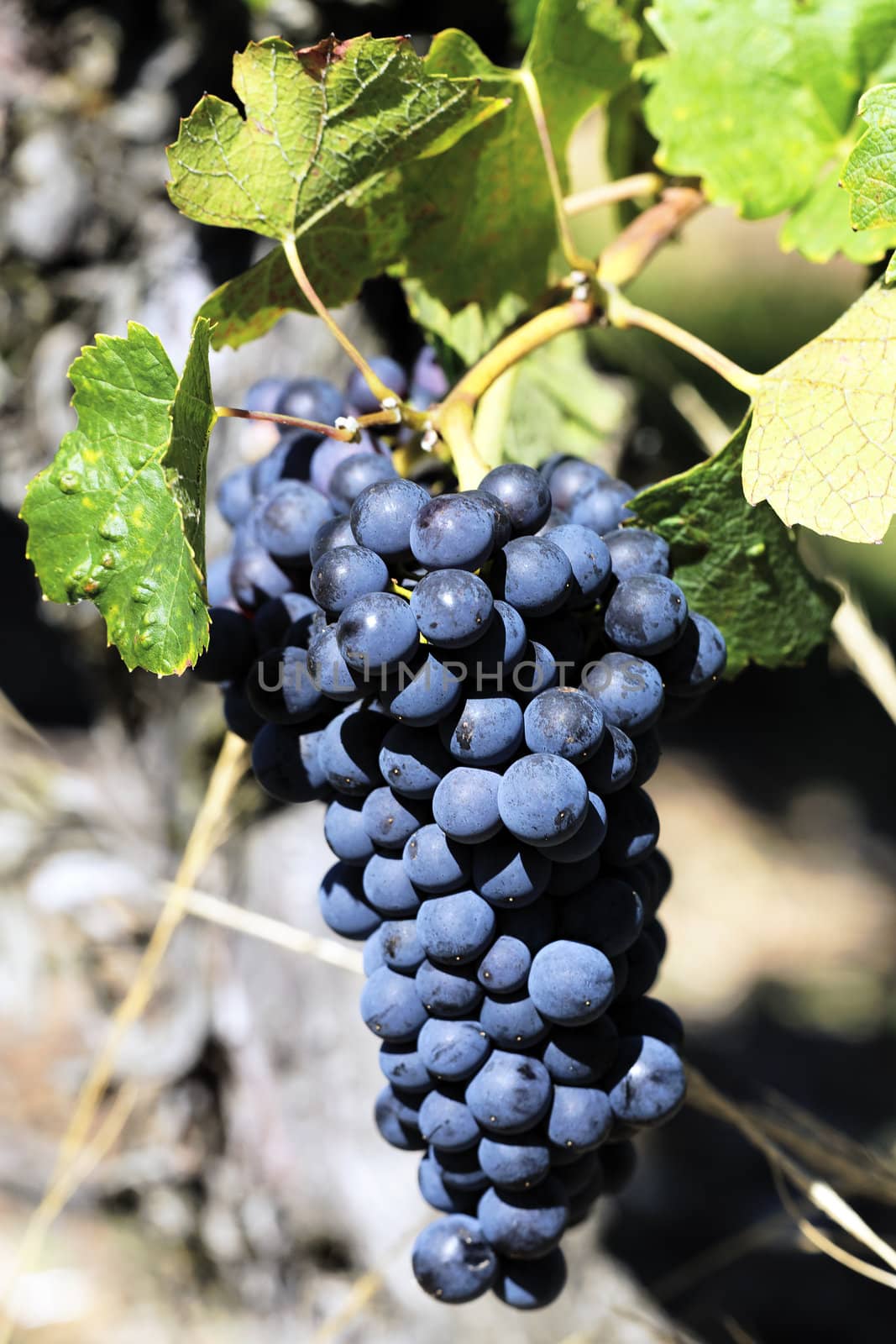 mature grape-vine waiting the harvesting, France