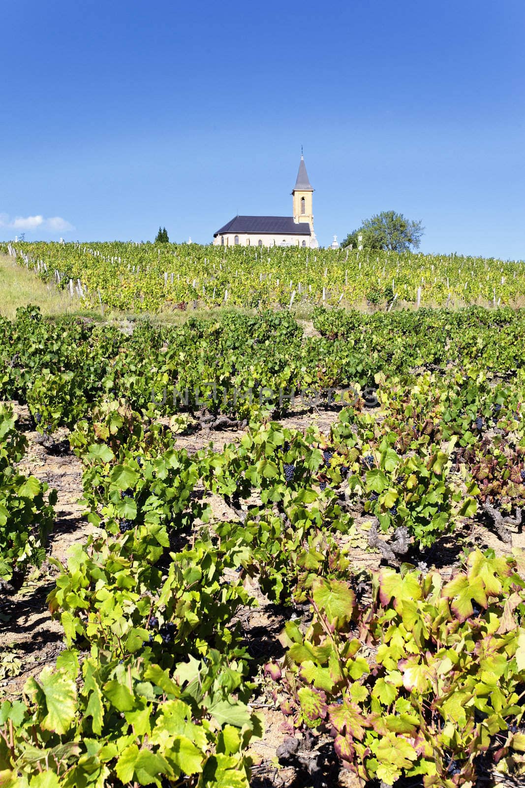 vines and church in french country in summer