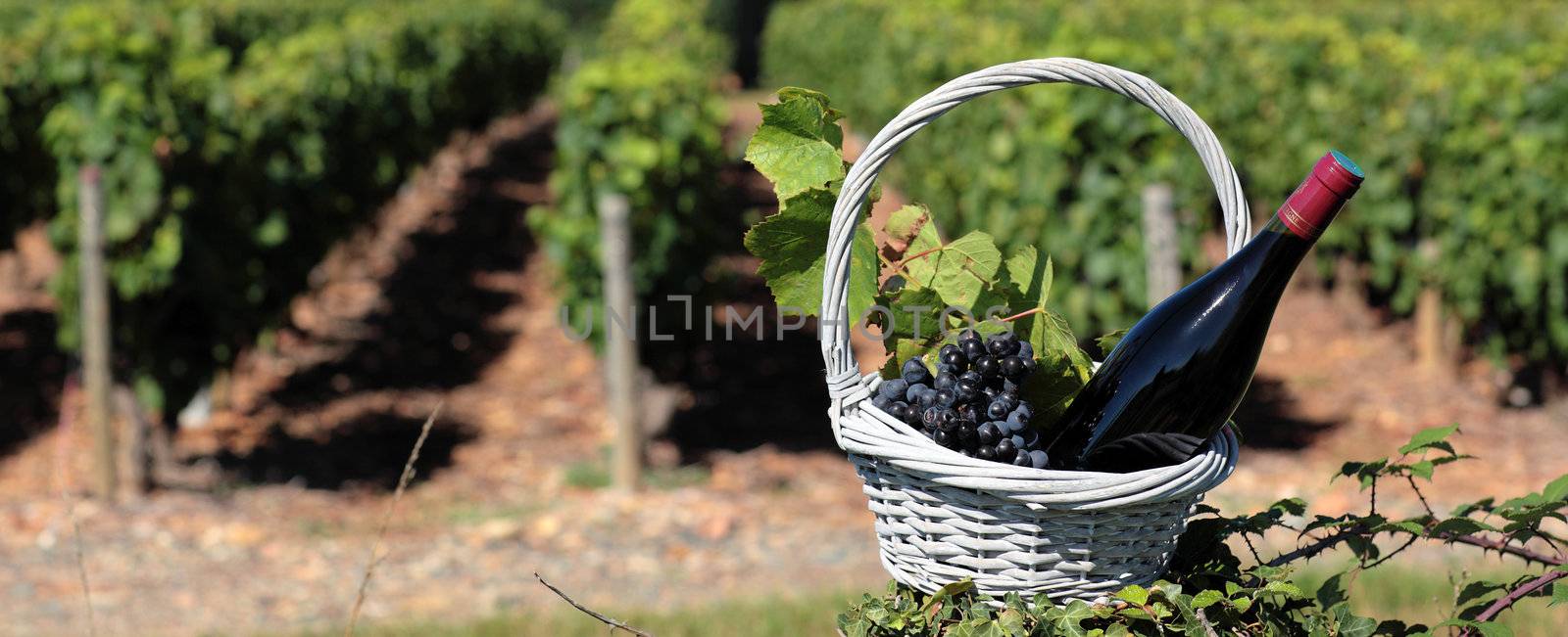 bottle of wine and grappes in basket in front of vineyard