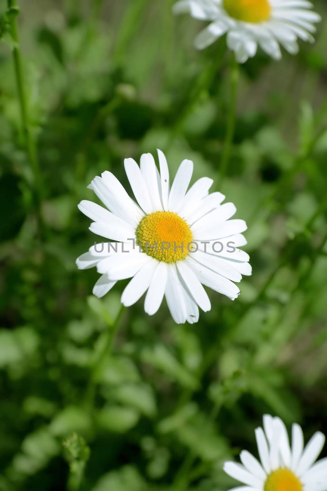 camomile in the field on a background a green grass