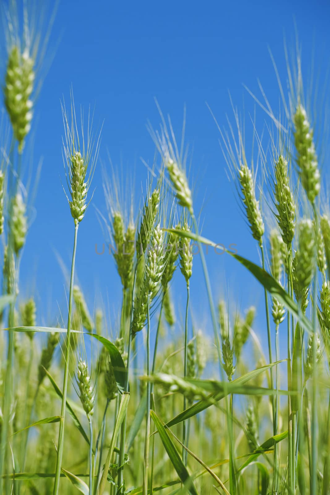 field of a green wheat before harvesting on a background clear blue sky