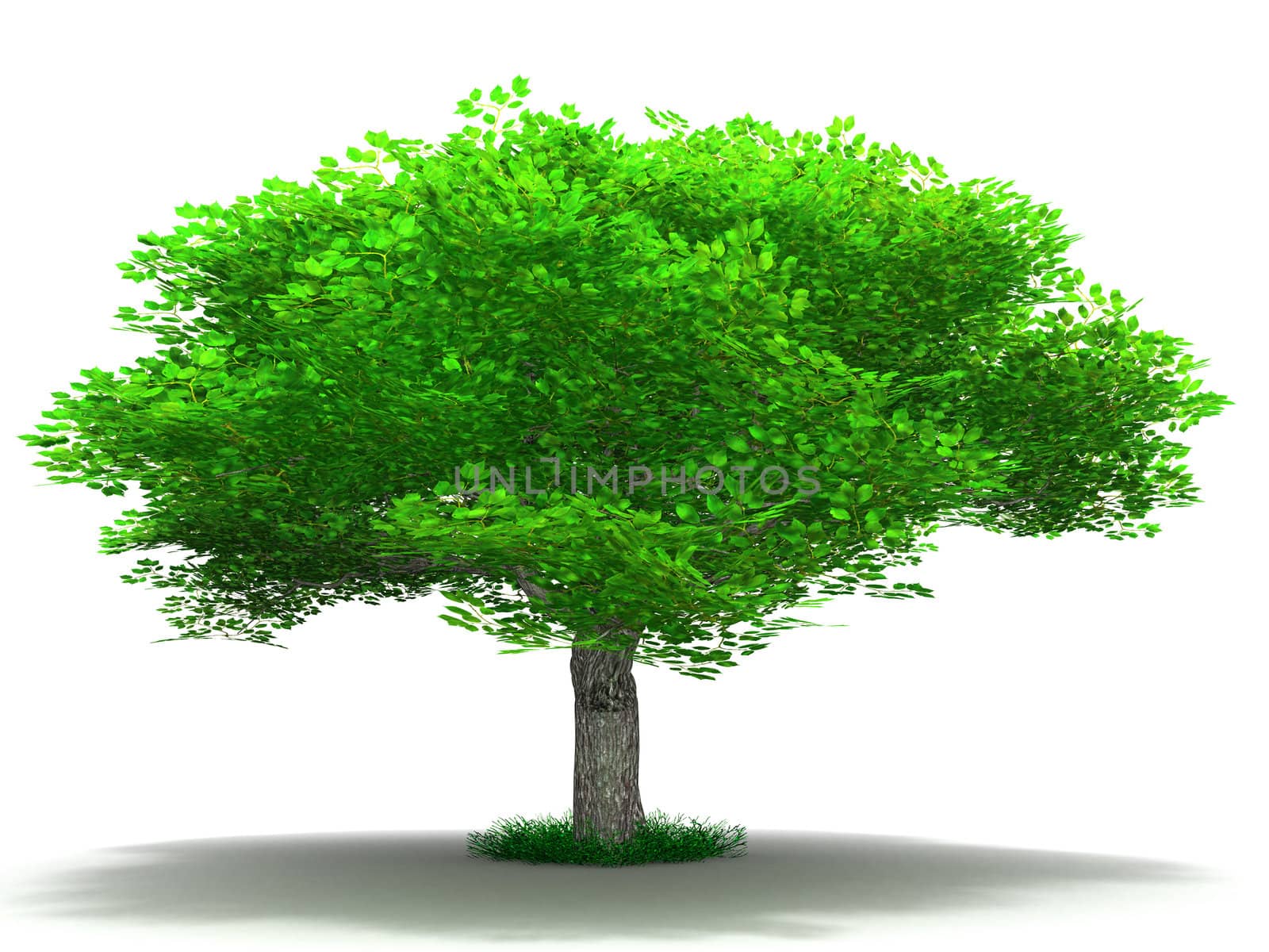 single tree on a white background in a summer season