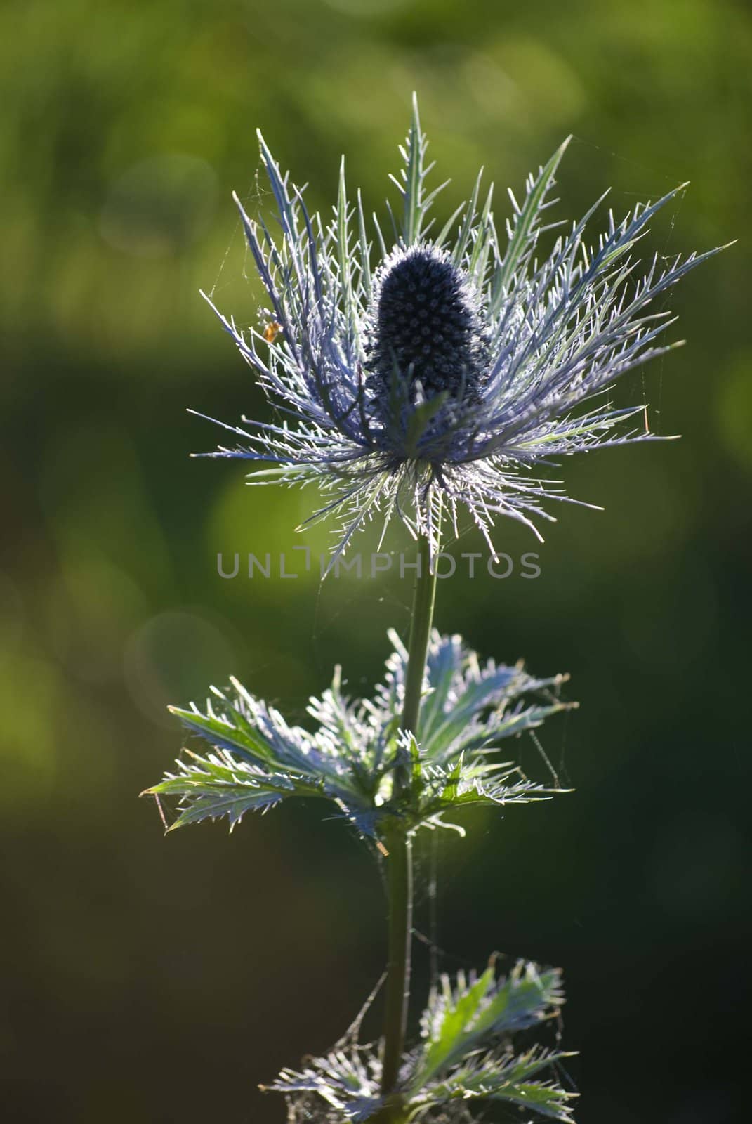 thistle by sarkao