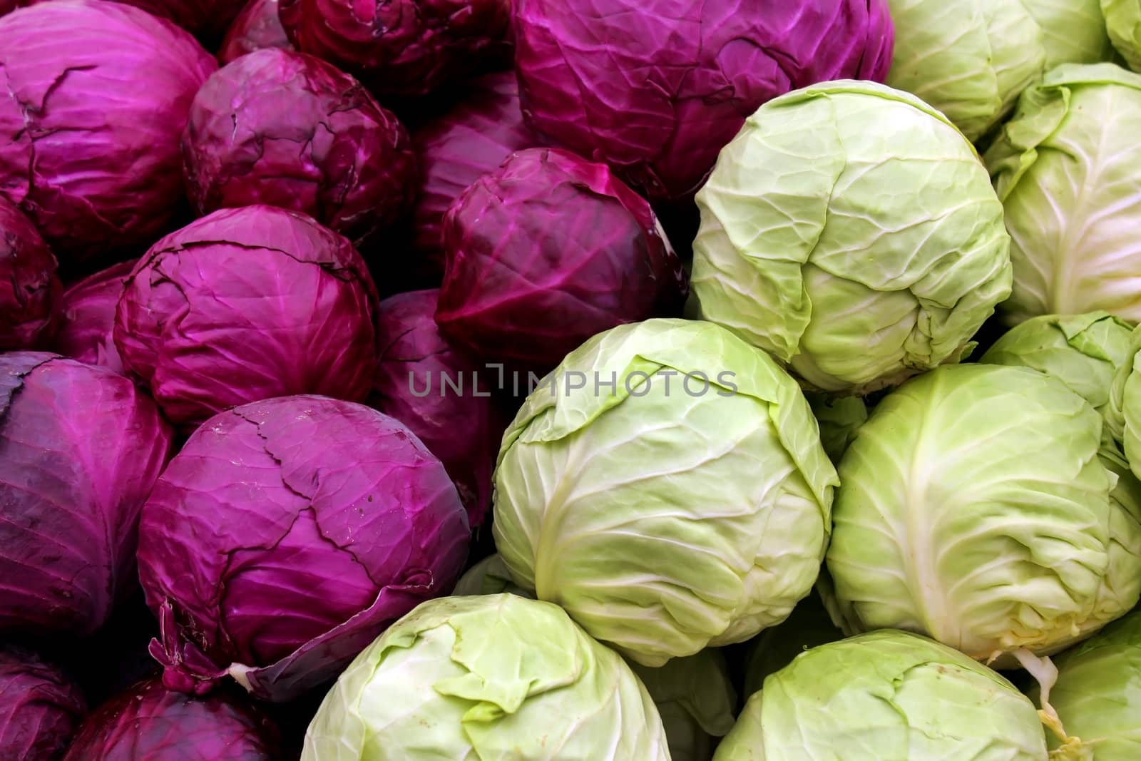 Agricultural background, a white and purple cabbage