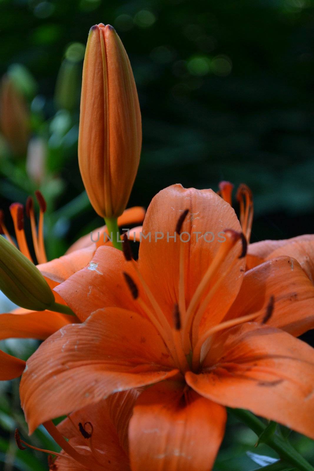 Bourgeon and blossom orange of lily