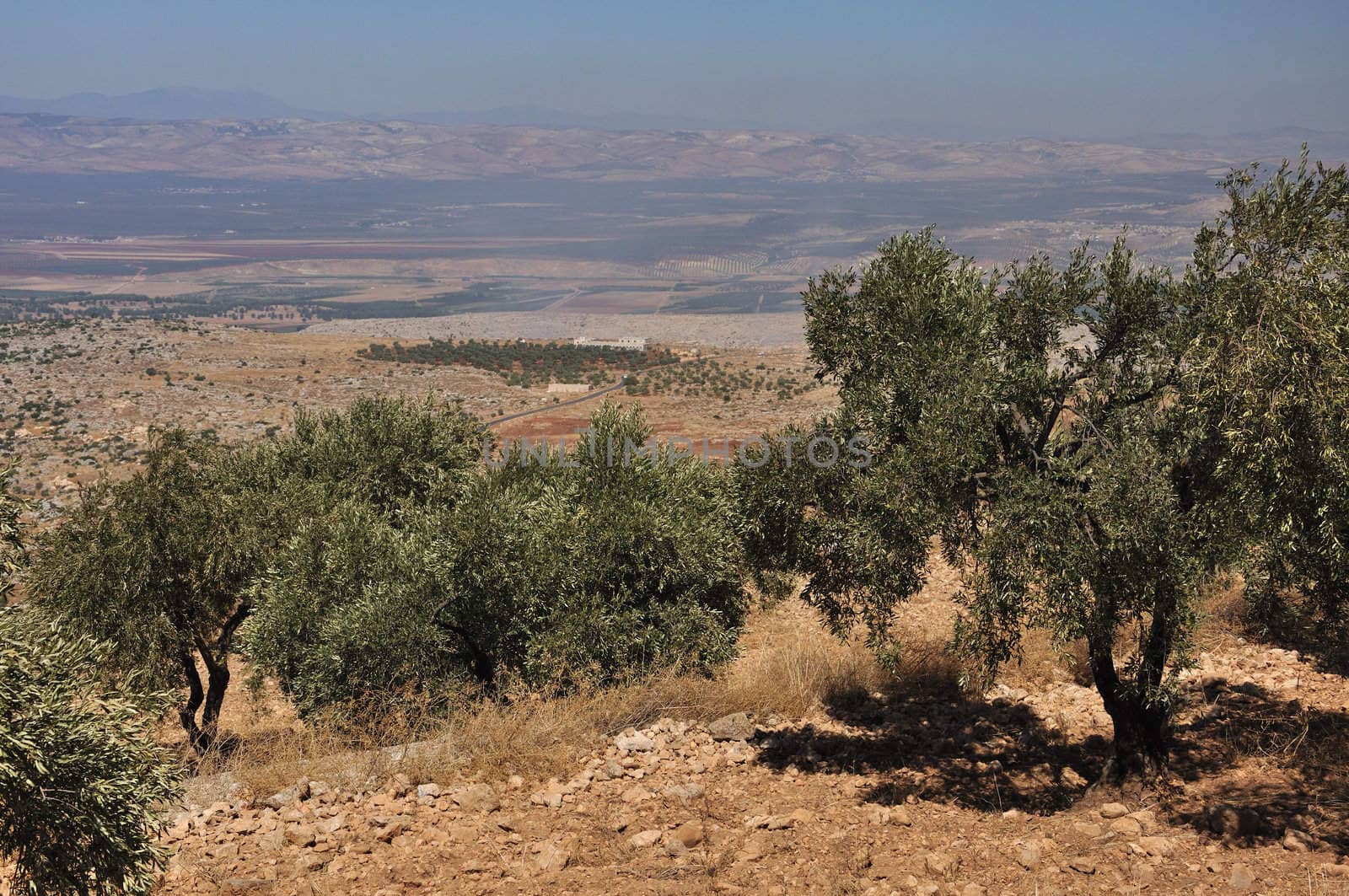 Small trees, bushes, at desert view, in Syria from St. Simeon.