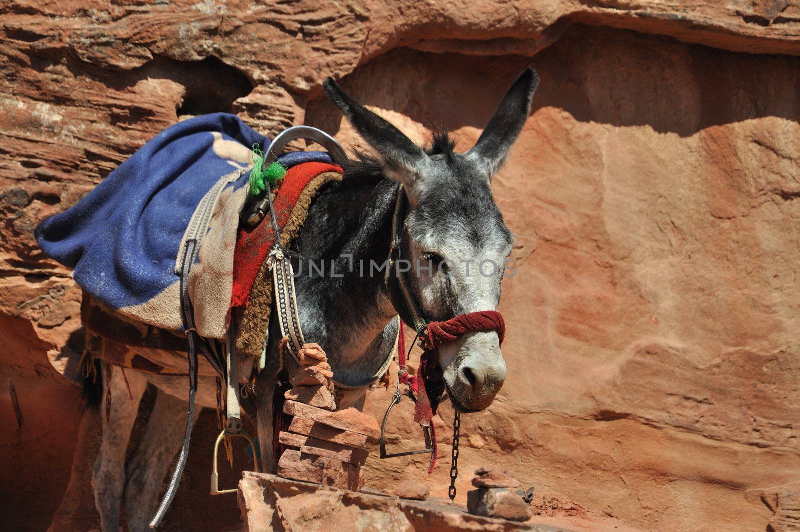 In the world are many places where you need another trasport than car - donkey. This is in archelogical site at Petra in Jordan.