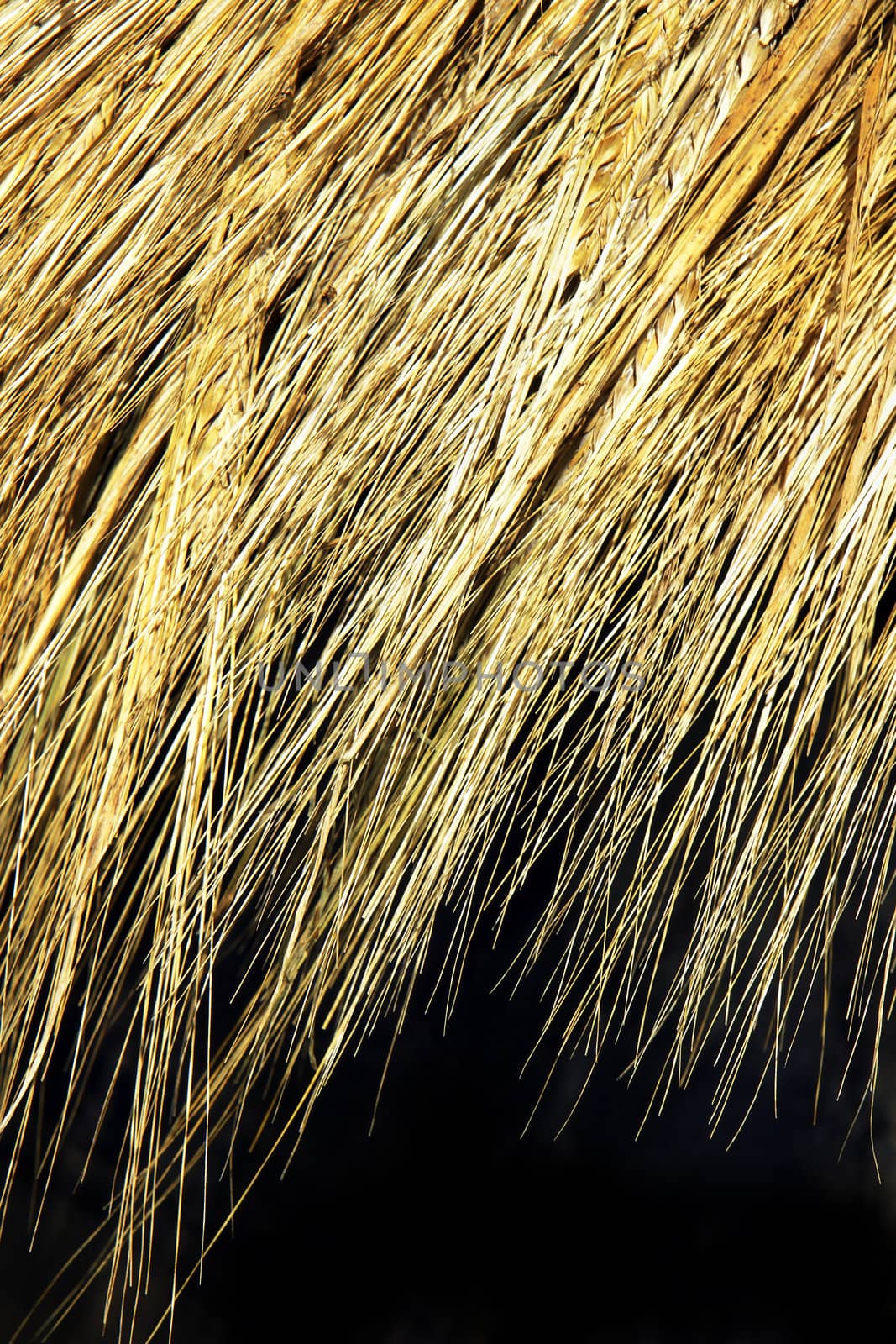 Golden ripe wheat creating great texture background