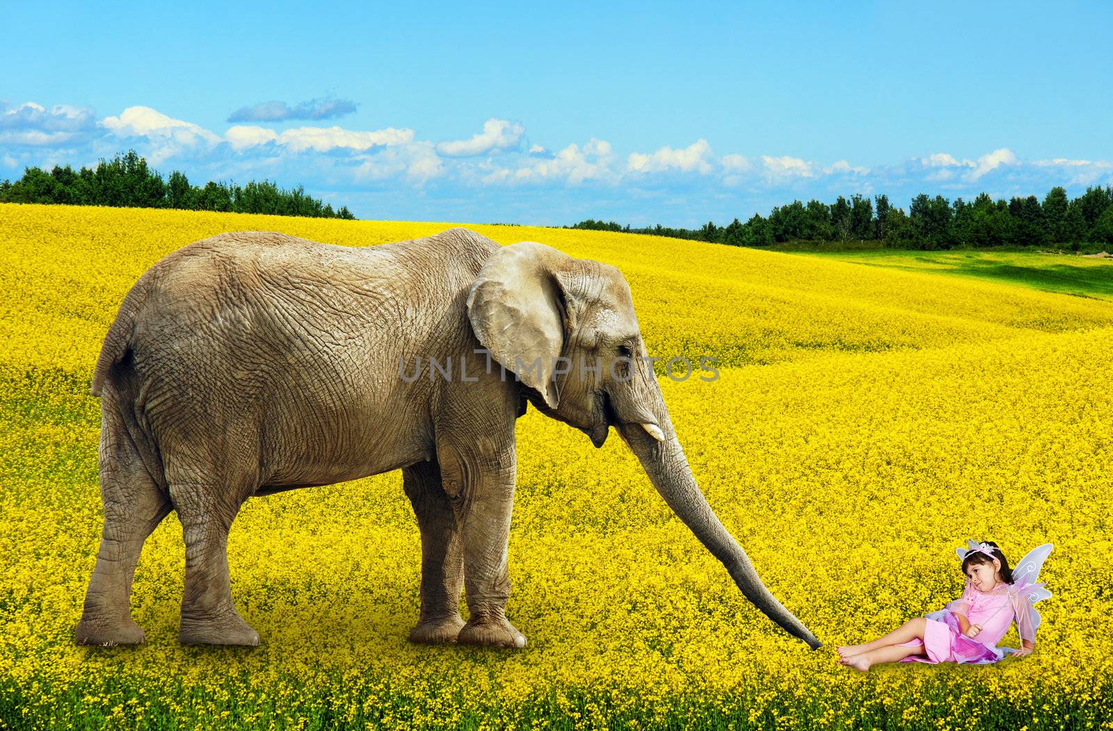 African elephant with fairy in yellow canola flower field.