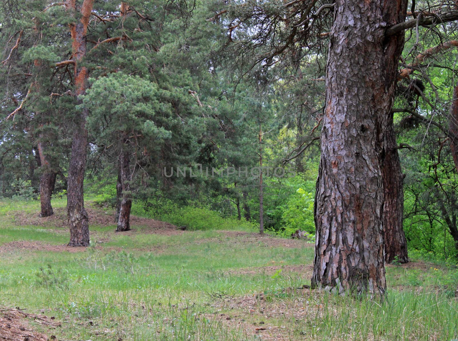 coniferous forest at summer
