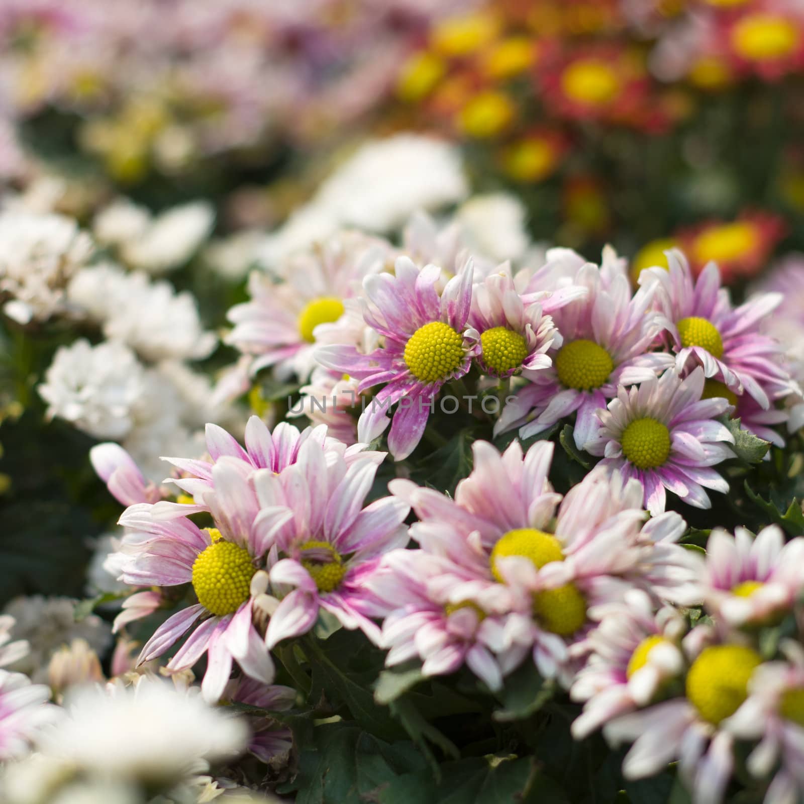 Front view of Colorful flower in the garden