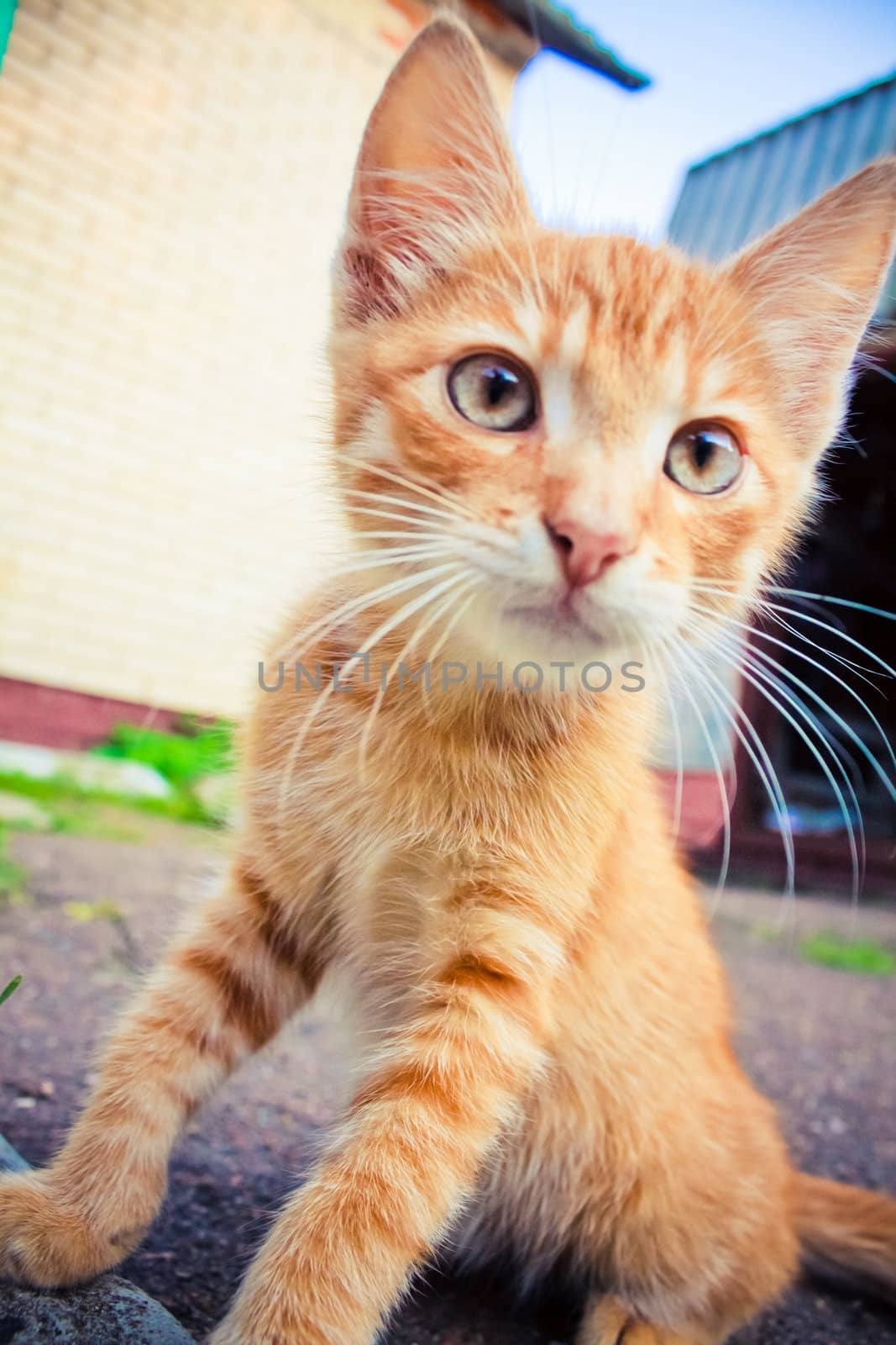 A red kitten sitting on a stone. by ryhor