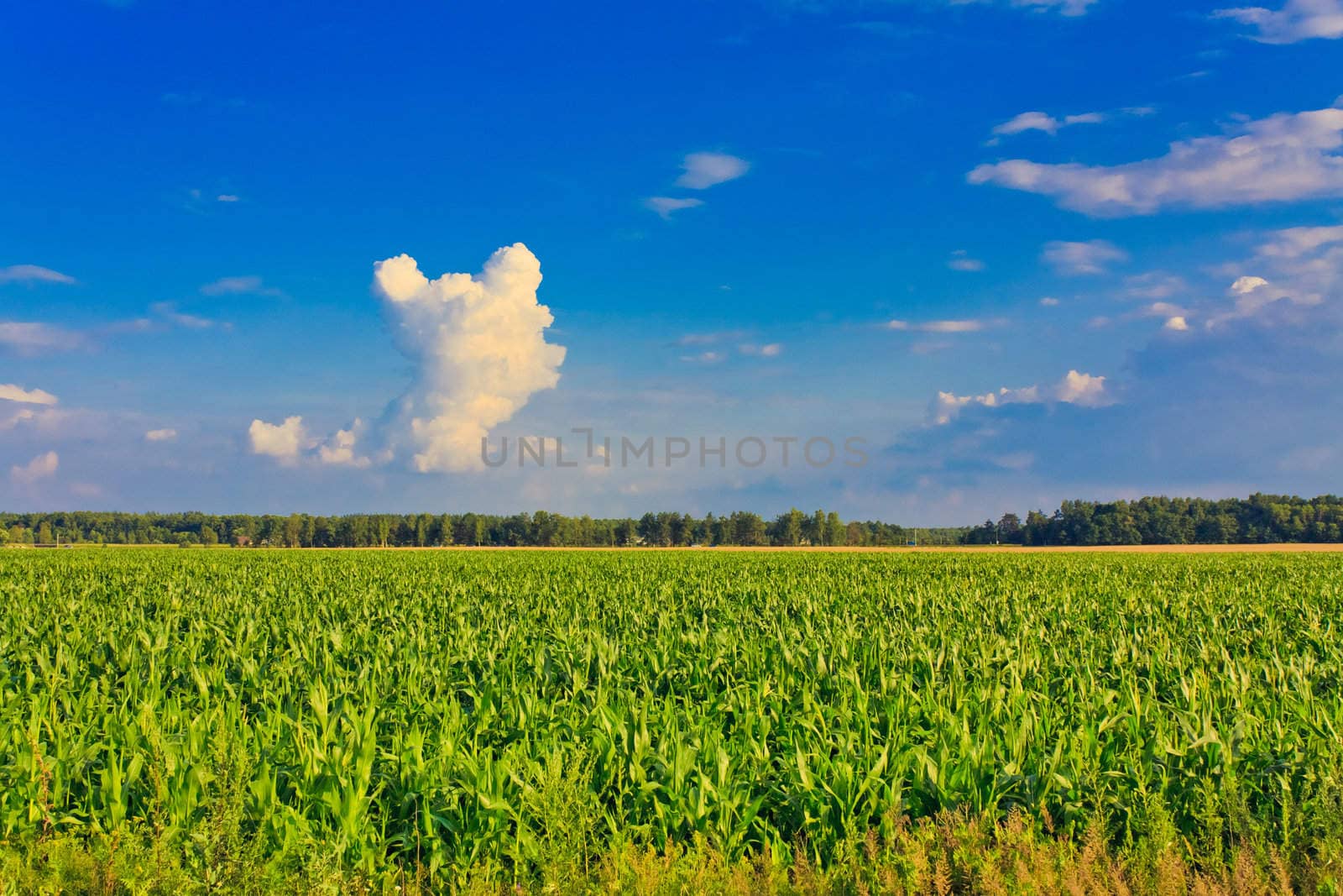 A corn field in summer