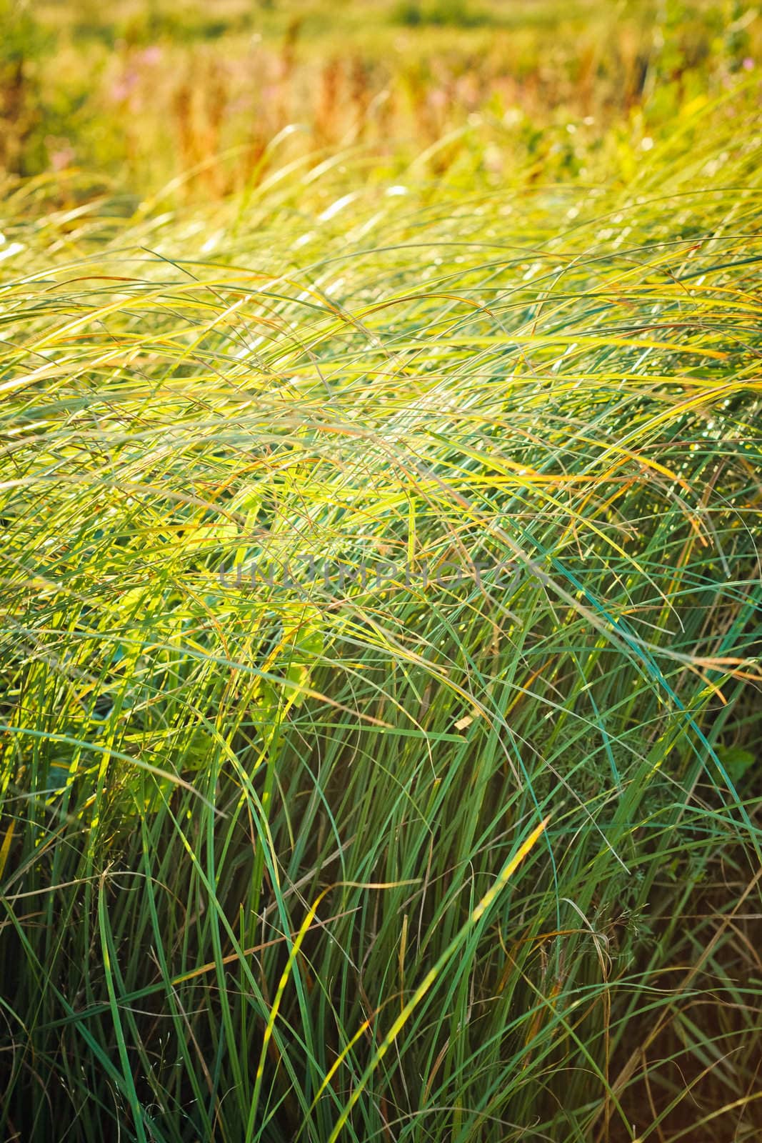 Field of grass on summer day.