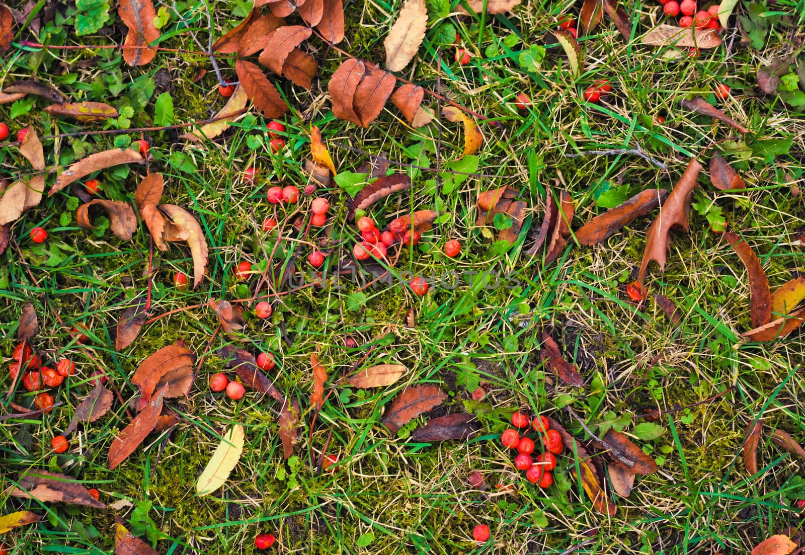 Rowan berries on a autumn background