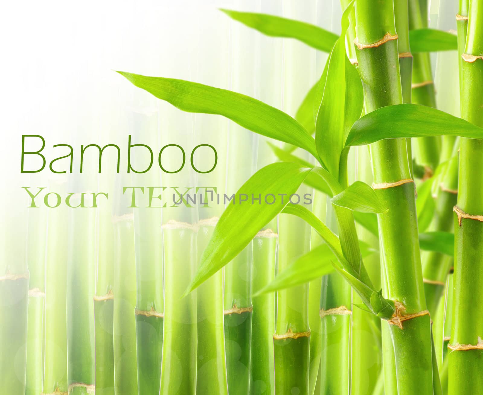 Bamboo background with copy space