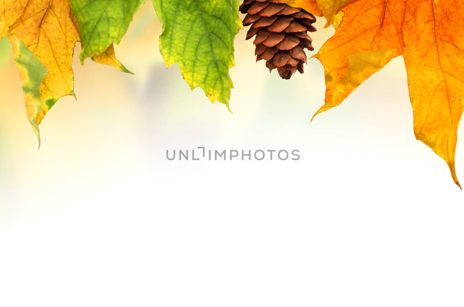 Beautiful autumn background with maple leaves