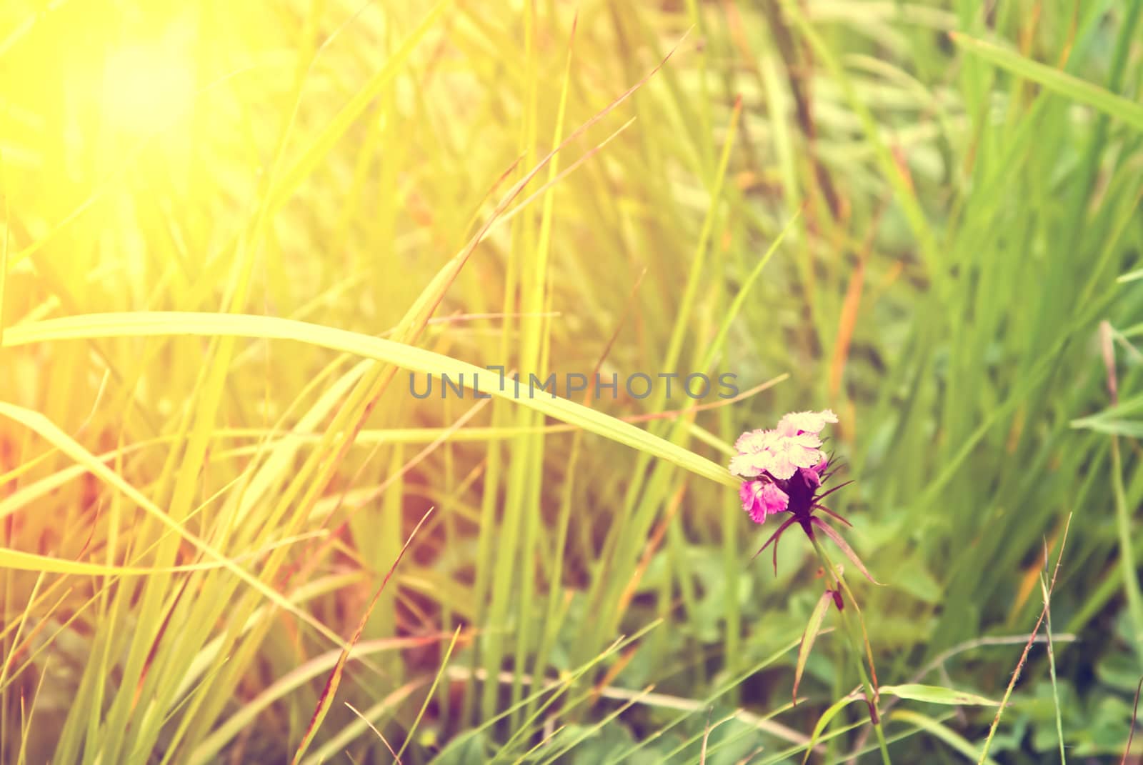 Fresh green grass illuminated by sun