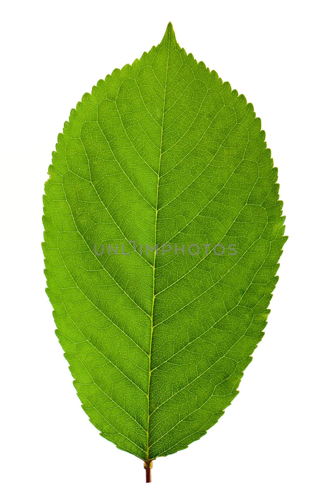 Cherry leaf isolated on white