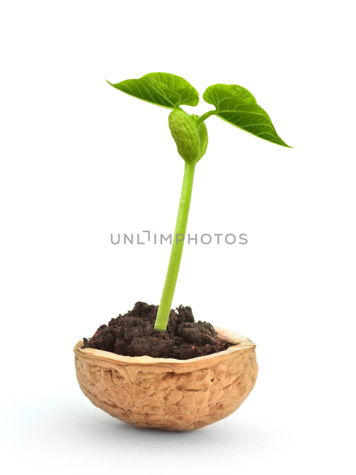 Small plant in a nutshell