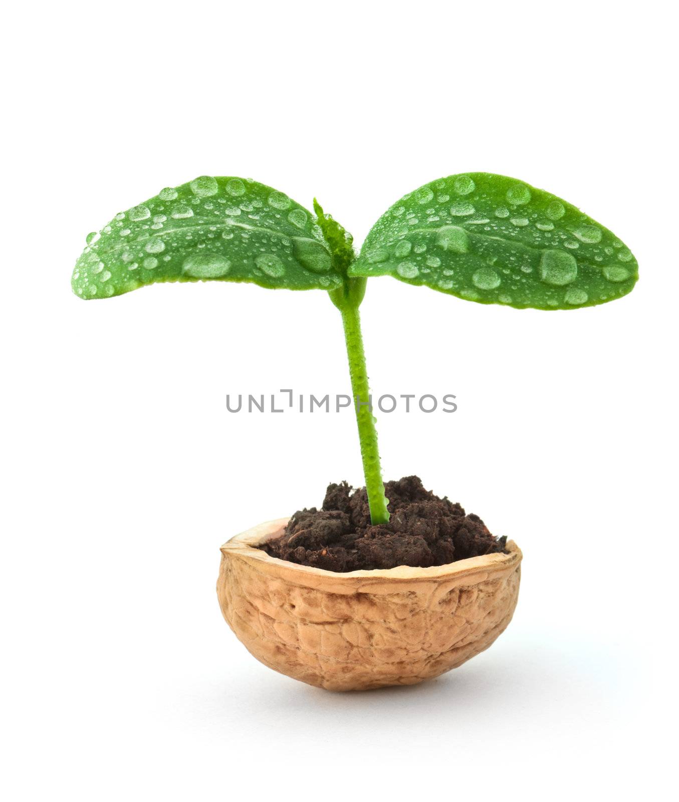 Small plant of cucumber in a nutshell