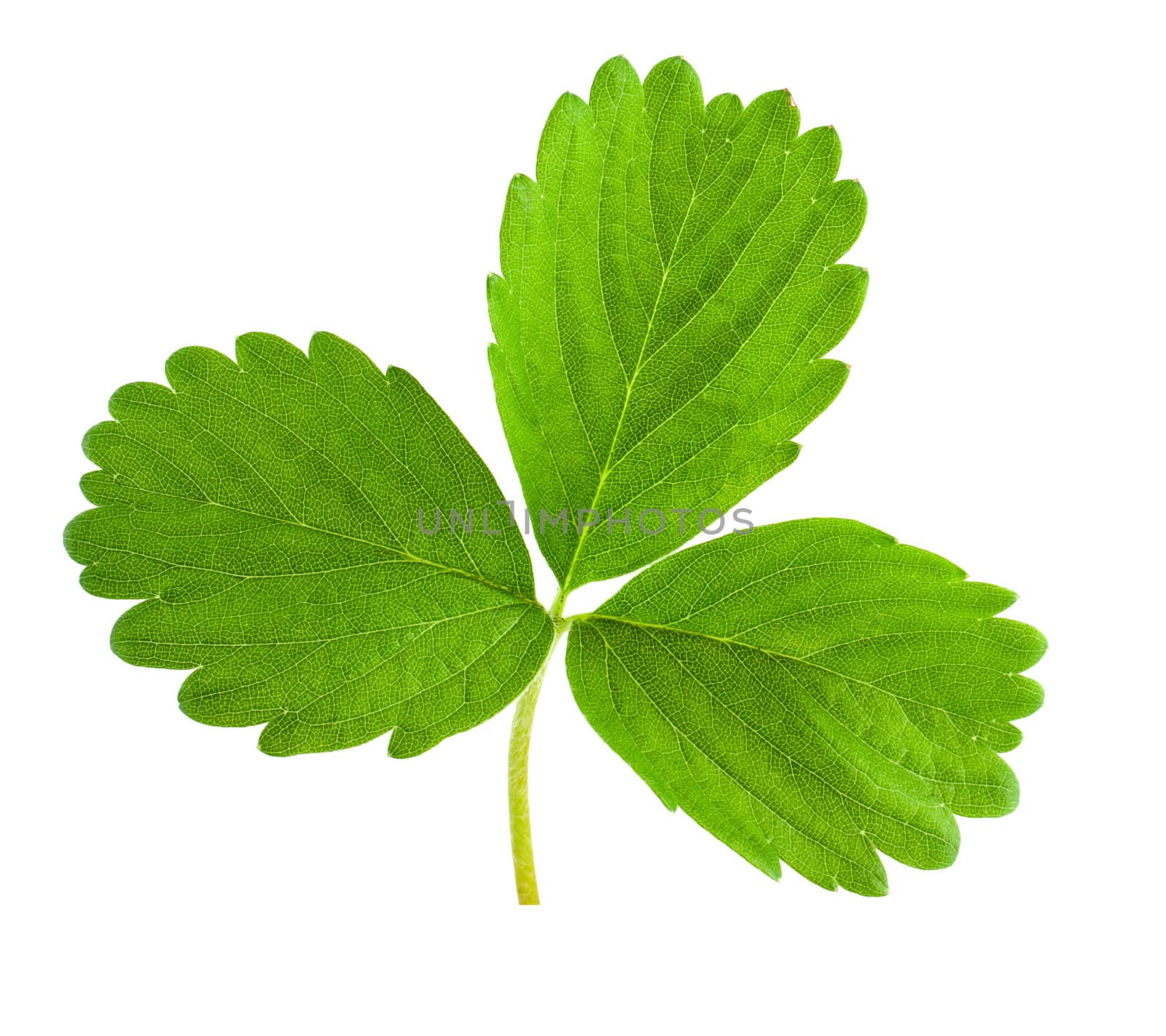 Strawberry leaf isolated on white