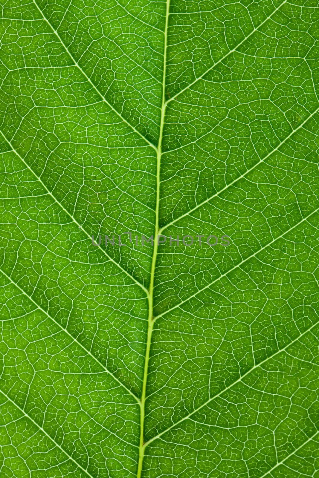 Cherry leaf backgrouns