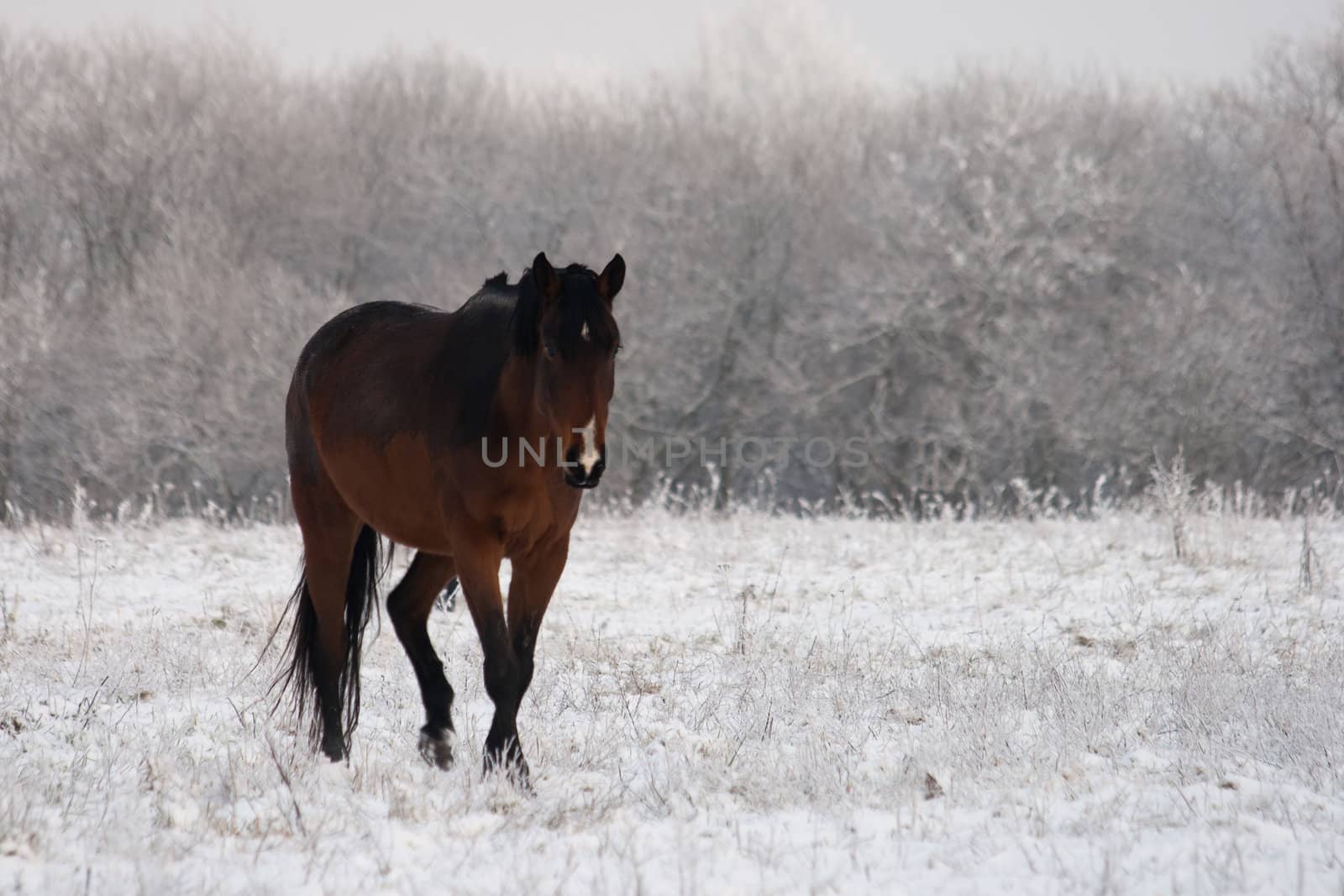 horse standing on a field in winter